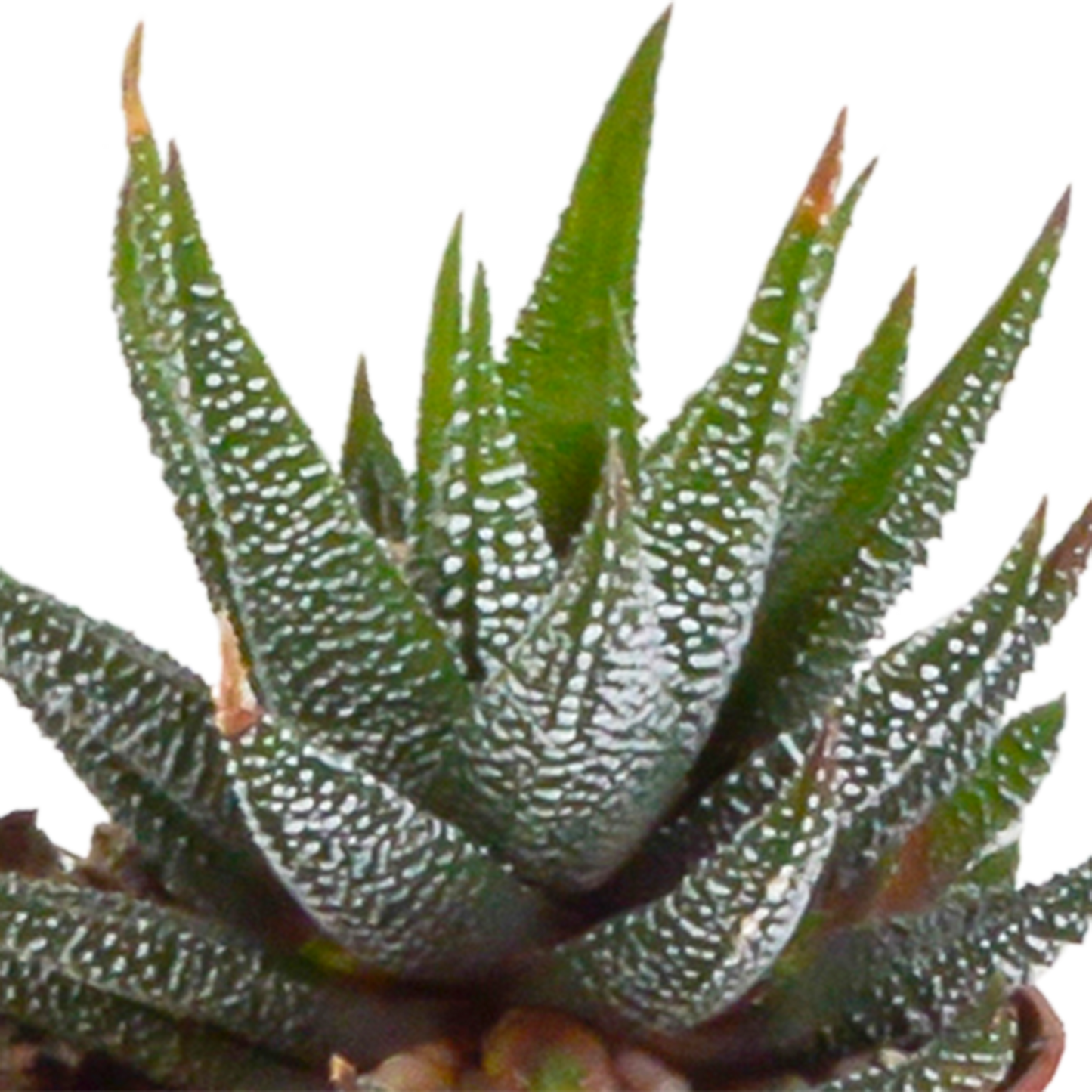Gasteria/Haworthia-Mischung - 5 Sukkulenten – Ø5,5cm – Handbemalter mexikanischer Topf – Vielfältige Formen & Farben – Hochwertige Qualität vom Erzeuger