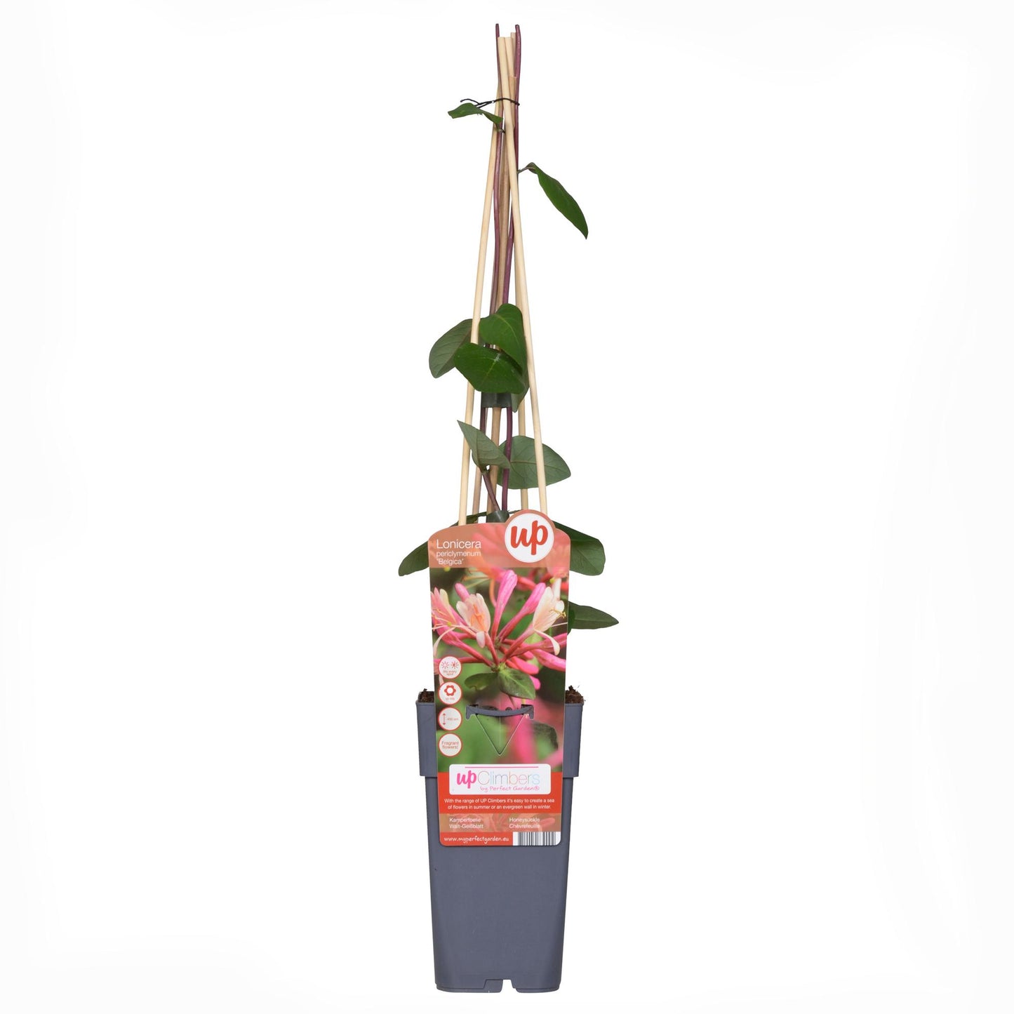 Waldgeißblatt - Lonicera periclymenum 'Belgica' - ↨65cm - Ø15cm - 4 Stück