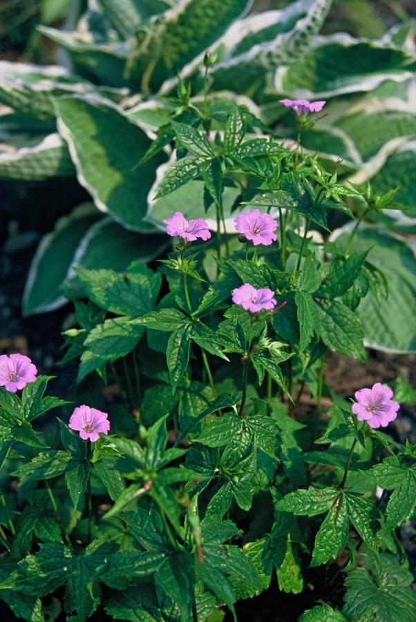 Geranium nodosum – 24 Pflanzen – ↕10-25cm – Ø9cm – Winterharte Staude – Tiefpurpurne Blüten – Bodendecker – Schattengarten – Pflegeleicht
