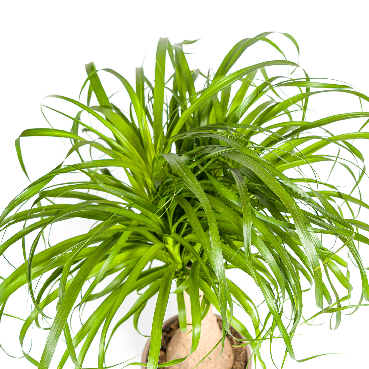 Elefantenfuß - Beaucarnea Recurvata - Zimmerpflanze - Ø21cm - ↕60 - 80cm