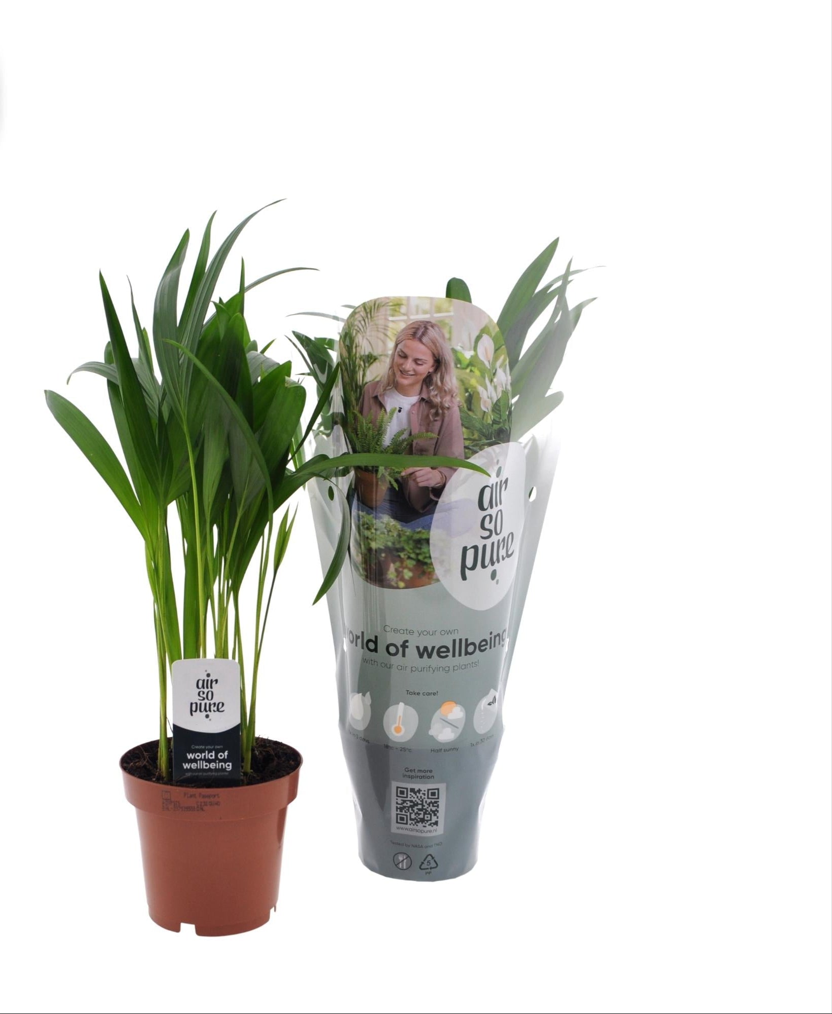 Goldfruchtpalme - Dypsis Lutescens – Zimmerpflanze – Ø12 cm Topf – Ca. 40 cm hoch – Pflegeleichte Mini-Palme mit tropischem Flair – Für Wohnzimmer, Büro & Bad