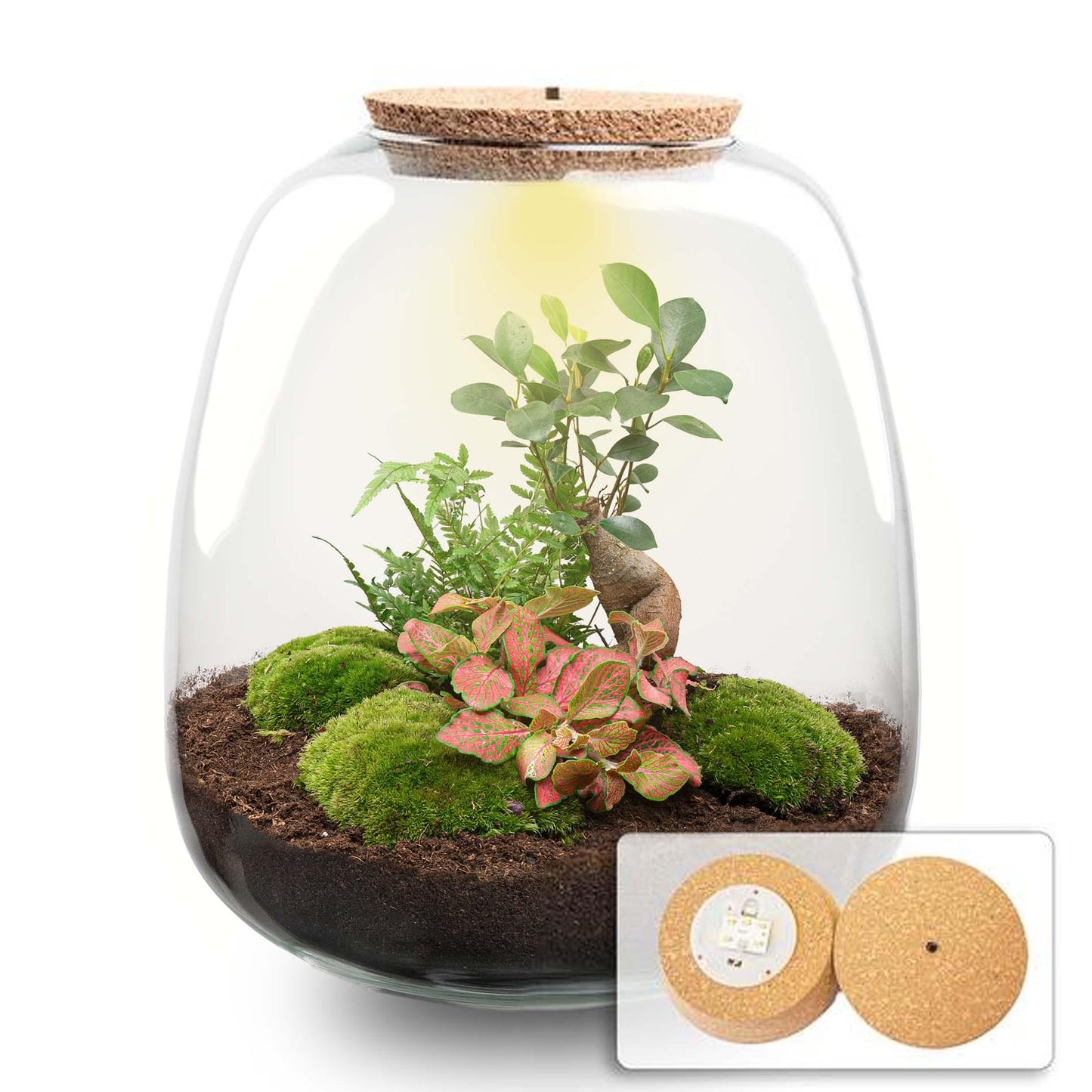Flaschengarten „Emma“ – Bausatz mit LED-Korkdeckel – Ø23cm ↕25cm – DIY Pflanzenterrarium mit Ficus Ginseng Bonsai, Farn & Fittonia Ruby Lime – Selbstversorgendes Mini-Ökosystem aus Glas