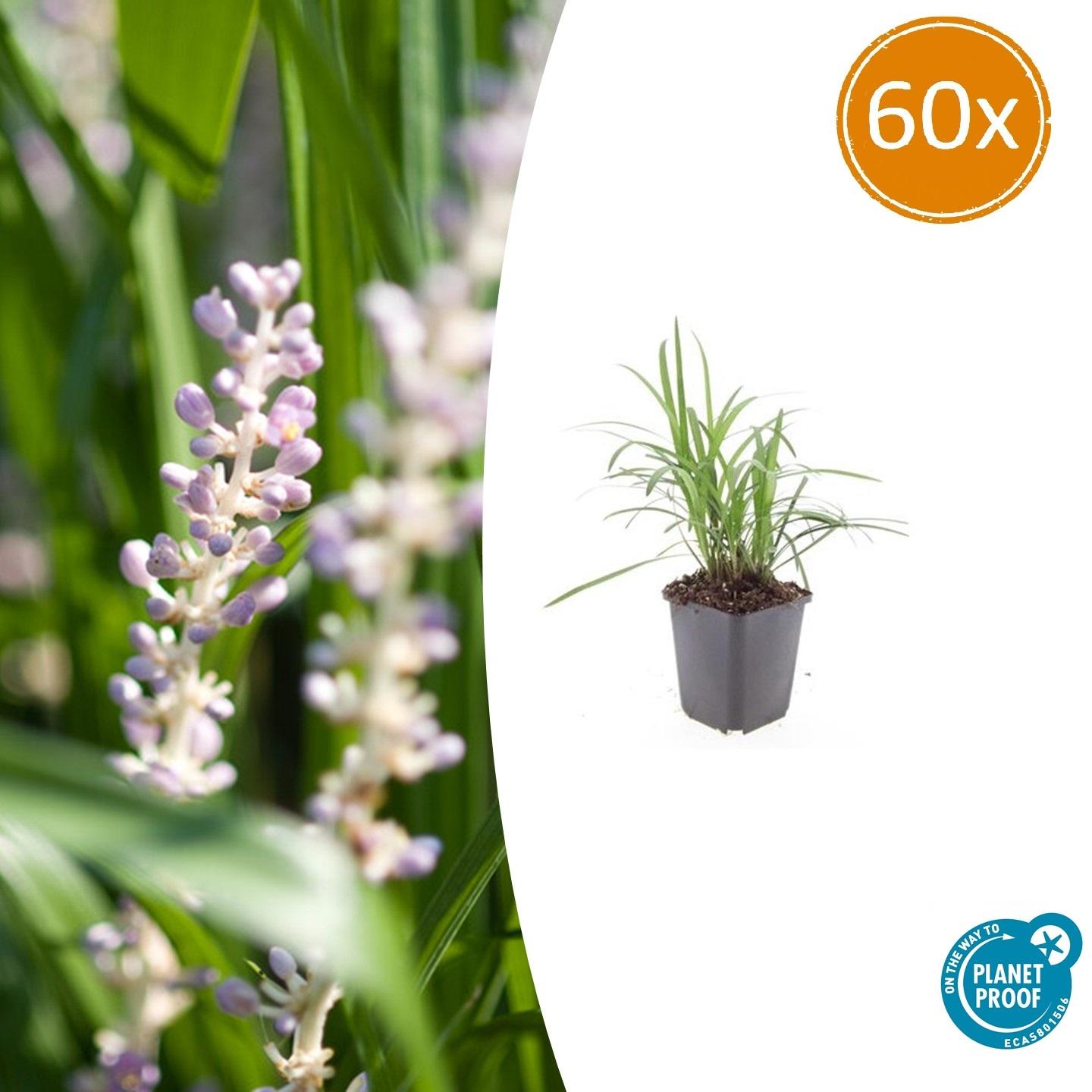 Glöckchentraube Liriope muscari 'Moneymaker' – ↕10-25cm – Ø9cm – 60 Pflanzen – Immergrün & Winterhart – Bodendecker & Randbepflanzung