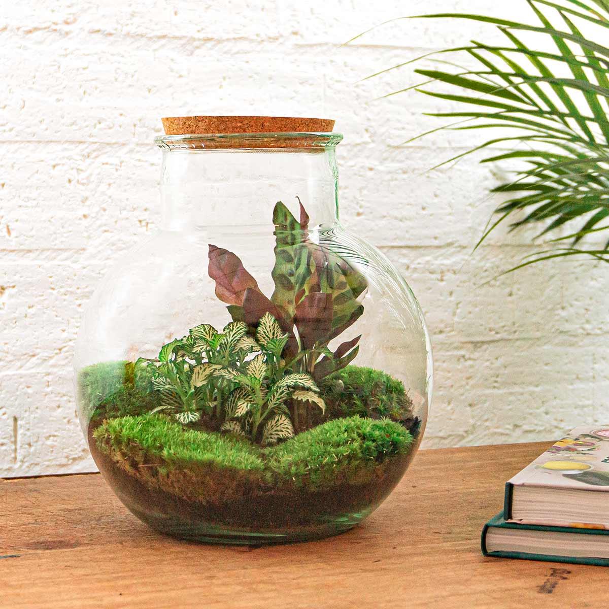 Flaschengarten Teddy – DIY Bausatz Terrarium – ↕26,5cm – Do-It-Yourself Pflanzen-Set im Glas mit Kork – Autarkes Mini-Ökosystem – Mit Calathea, weißer Fittonia & Moos – Für Zuhause & Büro