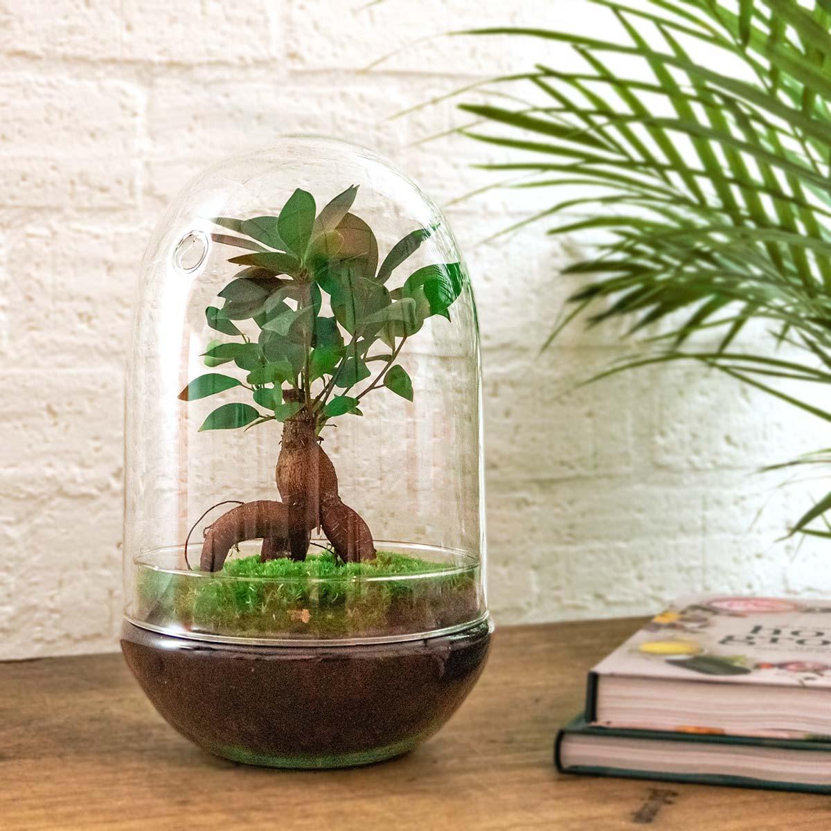 Flaschengarten - DIY Bausatz - Terrarium - Egg XL Bonsai - ↕ 30 cm