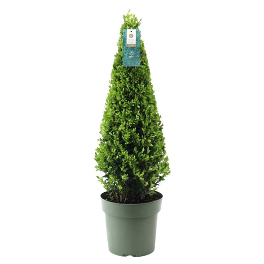 Stechpalme Ilex crenata Pyramide – ↨55 cm – Ø21 cm – Immergrüner, winterharter Buchsbaum-Ersatz für Garten, Terrasse & Topf