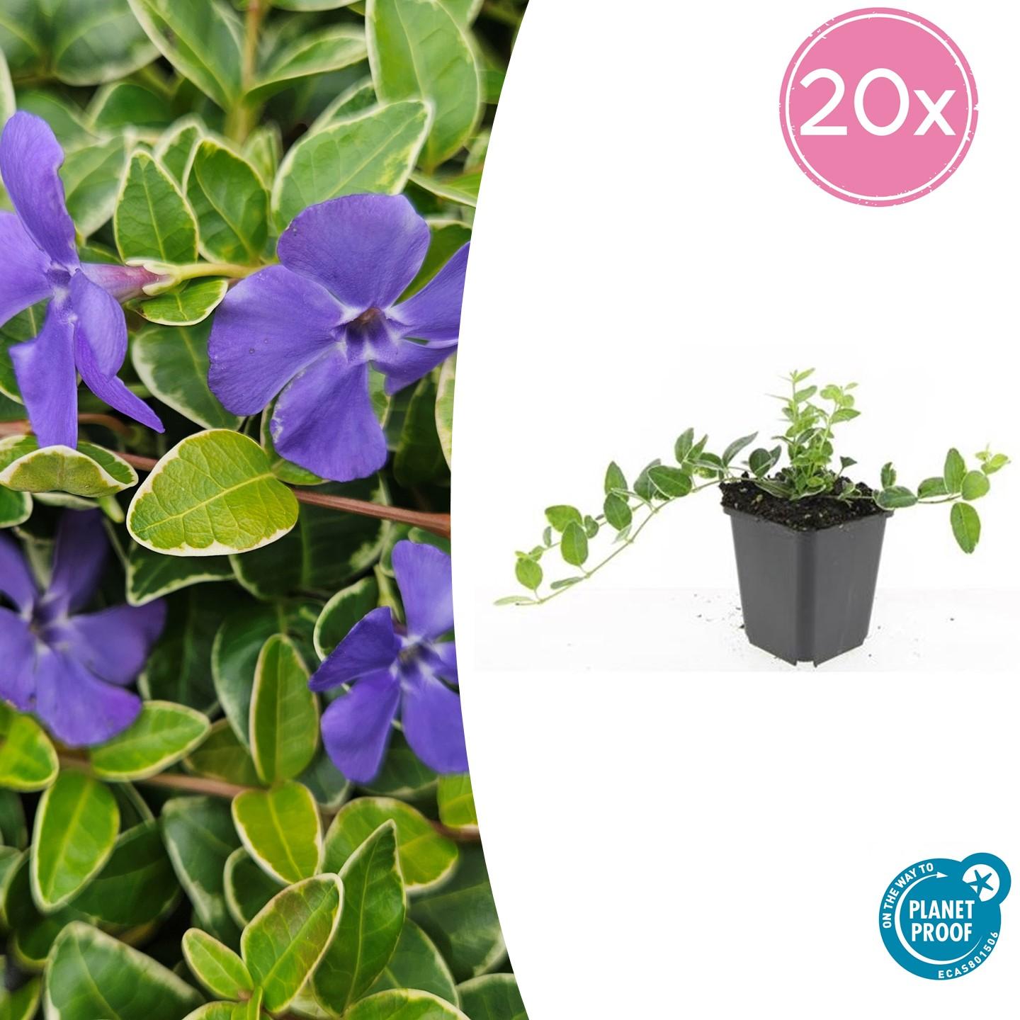 Kleinblättriges Immergrün Vinca minor 'Ralph Shugert' – ↕10-25cm – Ø9cm – 20 Pflanzen – Immergrüner Bodendecker mit lavendelfarbenen Blüten – Schattentauglich & pflegeleicht