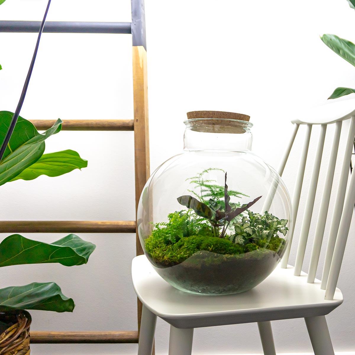 Flaschengarten DIY Bausatz Bolder Bob – Terrarium Ø31cm x H30cm – Do-It-Yourself Pflanzterrarium – Autarkes Mini-Ökosystem – Perfekt für Wohnung & Büro