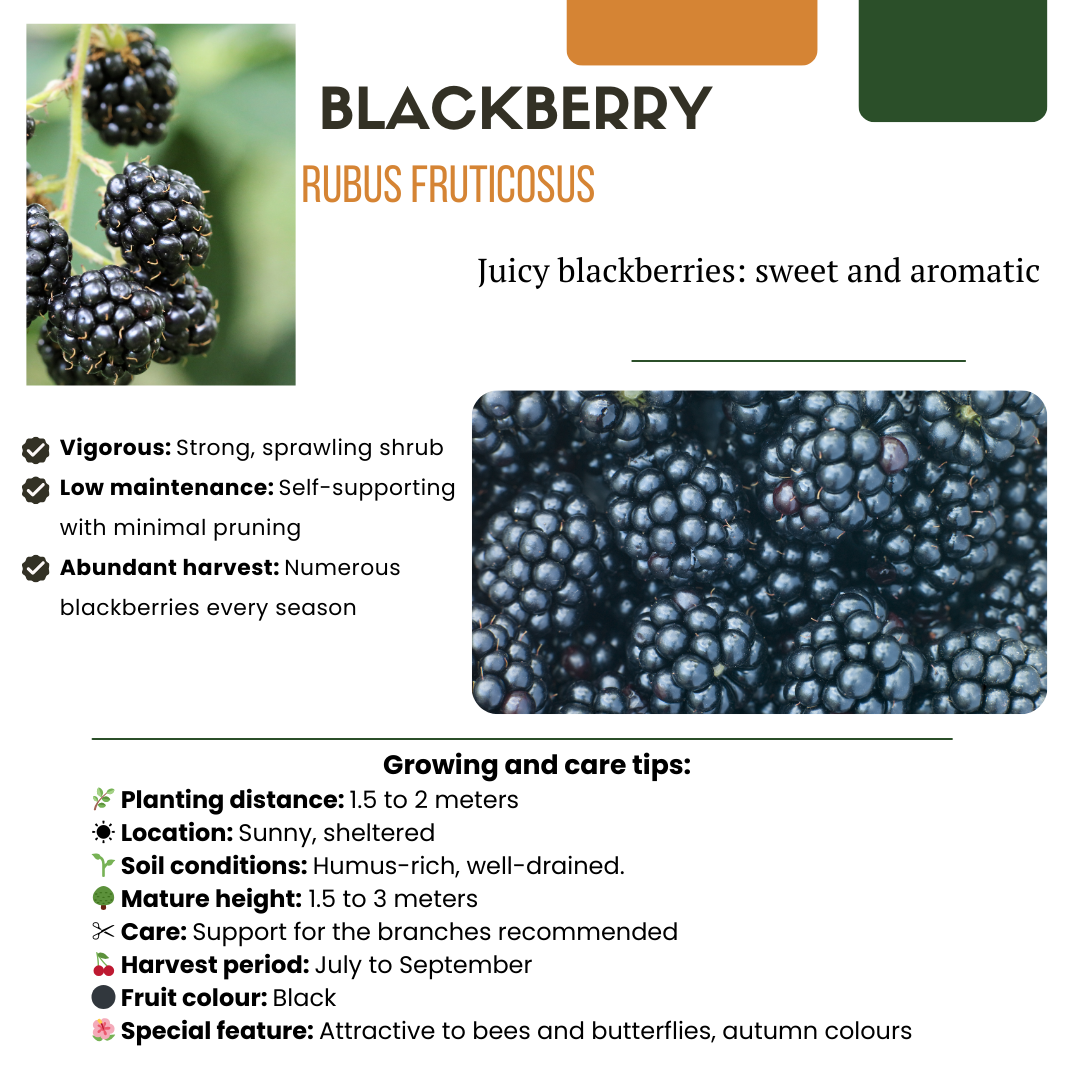 Bio Brombeere Rubus fruticosus – Biologische Brombeersträucher – Ø13cm – ↨20cm – 6 Pflanzen – Frostbeständig & Vieltragend – Für Balkon, Garten & Terrasse