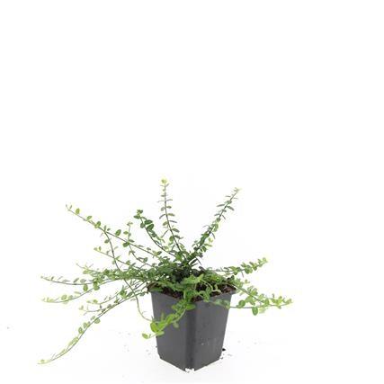 Euonymus fortunei 'Minimus' – Bodendecker – 48 Pflanzen – Ø9cm – ↕10–25cm – Immergrün & winterhart – Für Schatten & Halbschatten