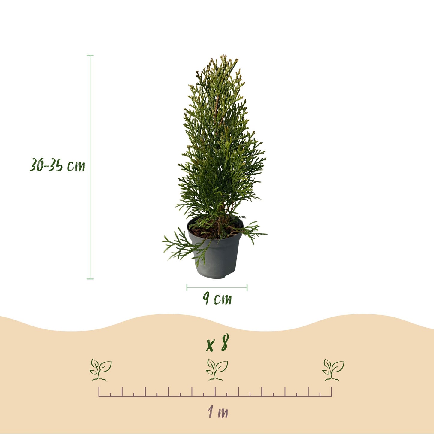 Lebensbaum - Thuja occidentalis Smaragd - Hecke - Blatt grün - 8 Pflanzen - 1 laufender Meter - immergrün - Topf 9cm Höhe 30-35cm