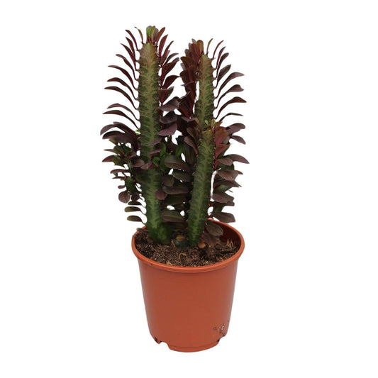 Euphorbia Trigona Rubra – Wolfsmilch – Zimmerpflanze – Ø12cm – ↕40cm – Rote Sukkulente – Pflegeleicht & robust – Für sonnige Innenbereiche