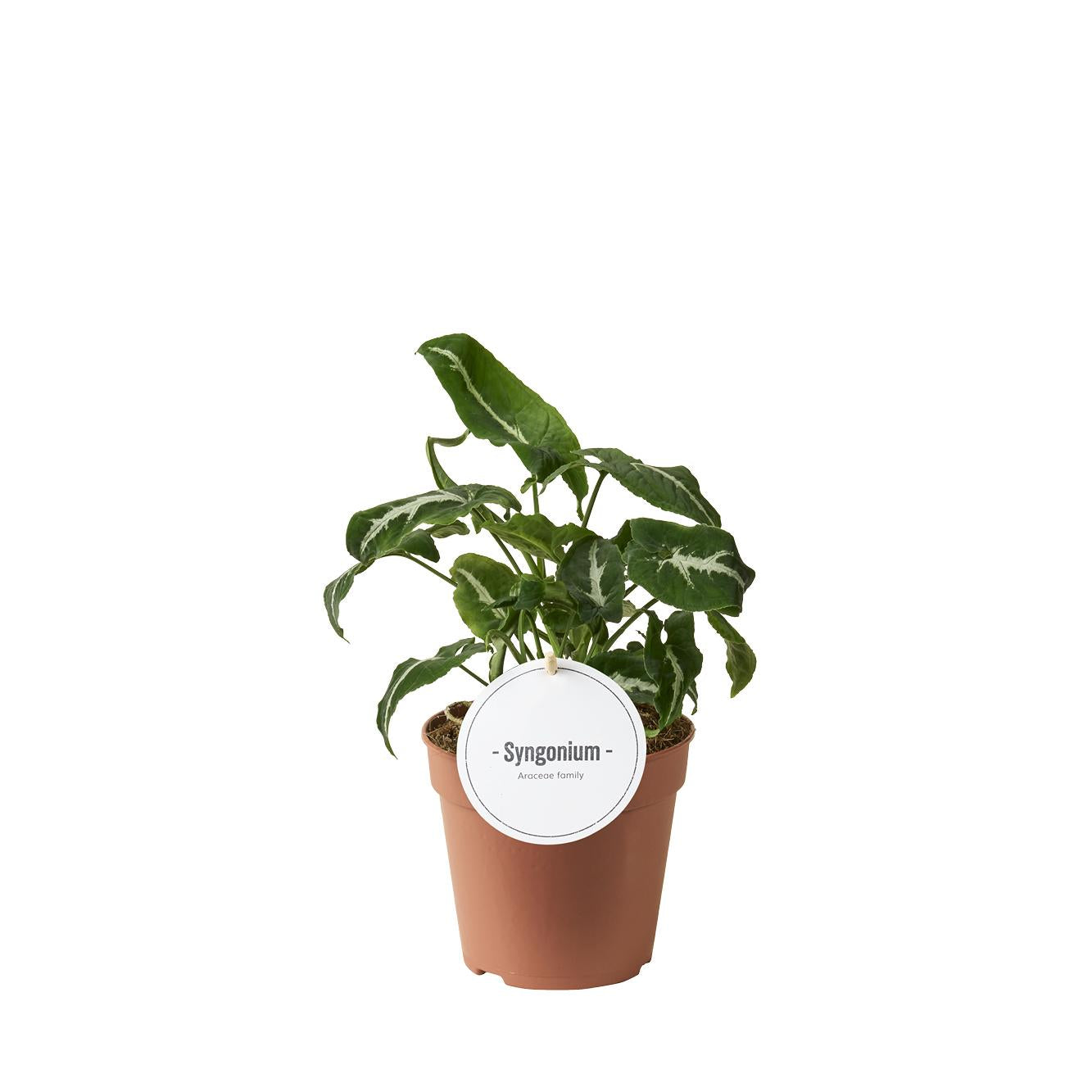Purpurtute Syngonium Wendlandii – Zimmerpflanze – Ø12cm – 25cm hoch – Dunkelgrüne Blätter mit weißer Mittelader – Pflegeleicht & elegant