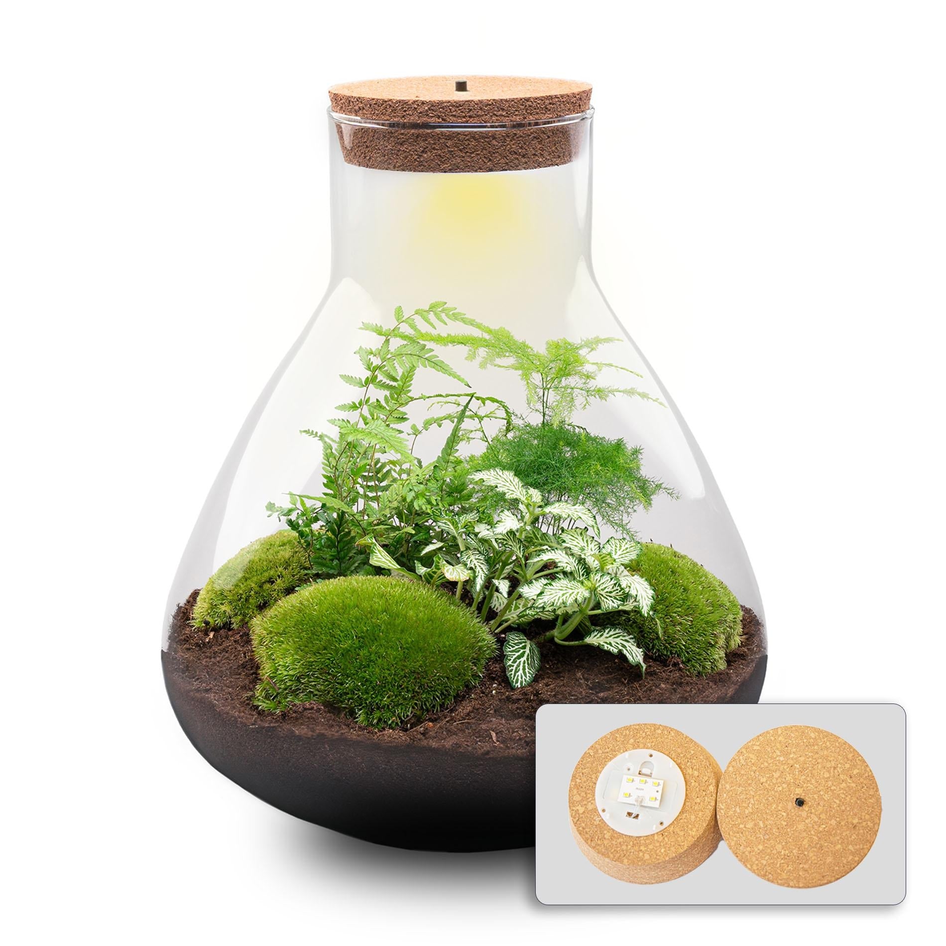 Flaschengarten Terrarium DIY Bausatz Sam XL 35cm mit LED – Autarkes Pflanzenterrarium mit Fittonia, Spargel, Farn & Moos – Nachhaltiger Mini-Dschungel für Zuhause & Büro