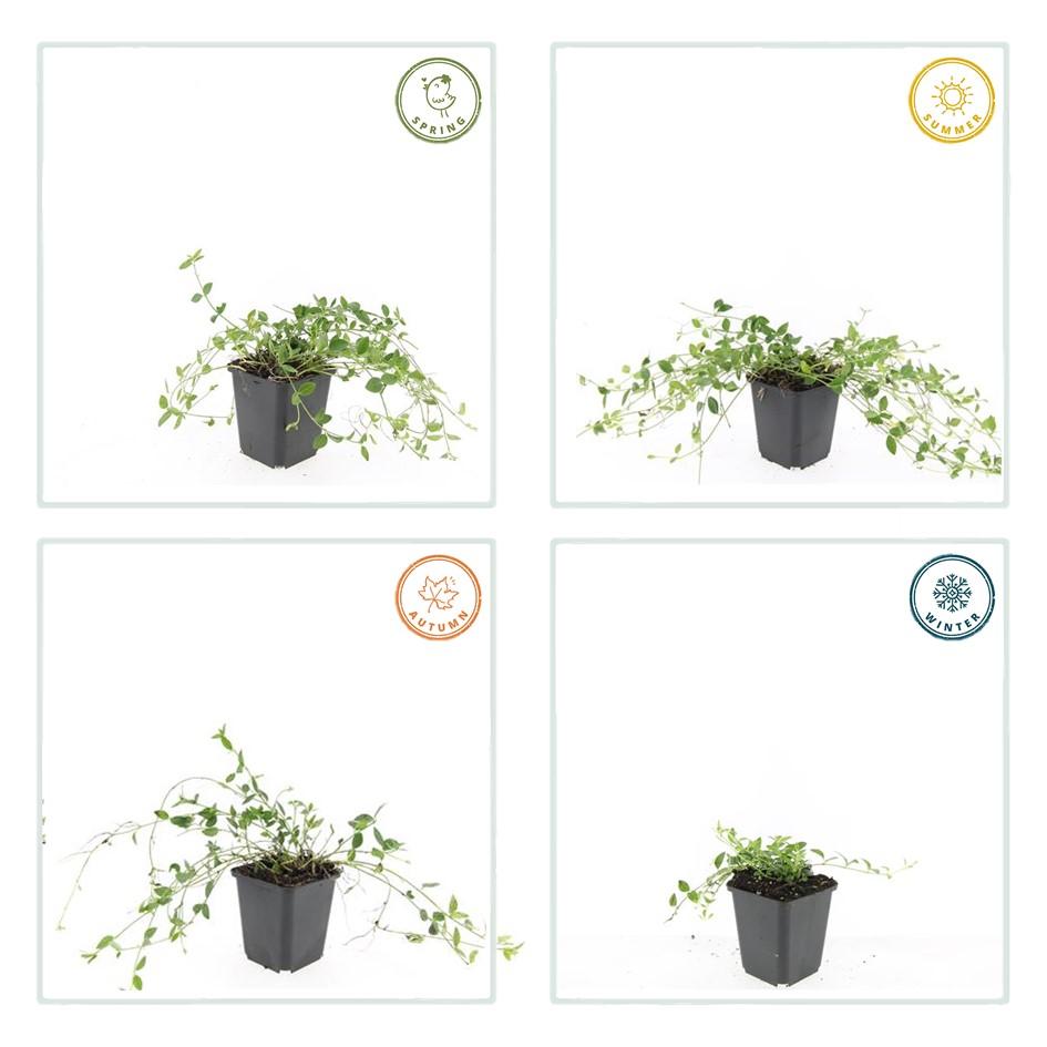 Vinca minor 'Gertrude Jekyll' – Immergrüner Bodendecker – 48 Pflanzen – Weiße Blüten – 10–25 cm – Ø9 cm