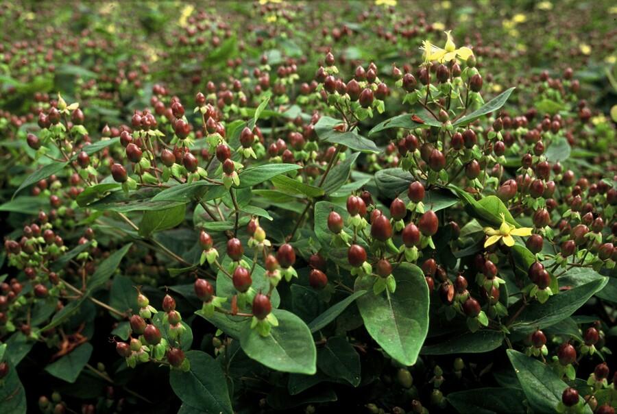 Hypericum inodorum 'Rheingold' – 24 Pflanzen – ↕10-25cm – Ø9cm – Zierstrauch mit goldgelbem Laub & gelben Blüten – Winterhart & pflegeleicht – Für Beete, Töpfe & als Bodendecker