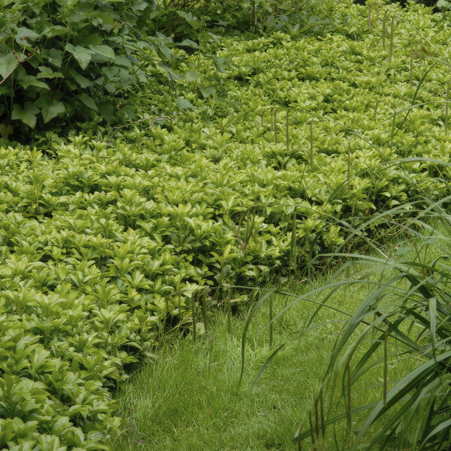 Pachysandra terminalis 'Green Carpet' – 24 Pflanzen – immergrüner Bodendecker – schattenverträglich – pflegeleicht – Ø9cm – ↕10–25cm