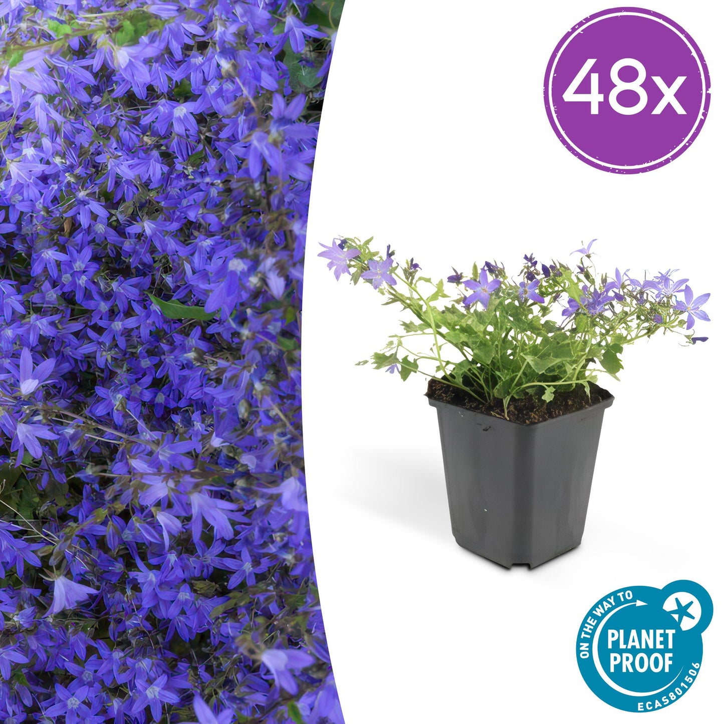 Campanula poscharskyana 'Stella' – 48 Pflanzen – ↕10-25cm – Ø9cm – Blau blühender Bodendecker – Winterhart & pflegeleicht