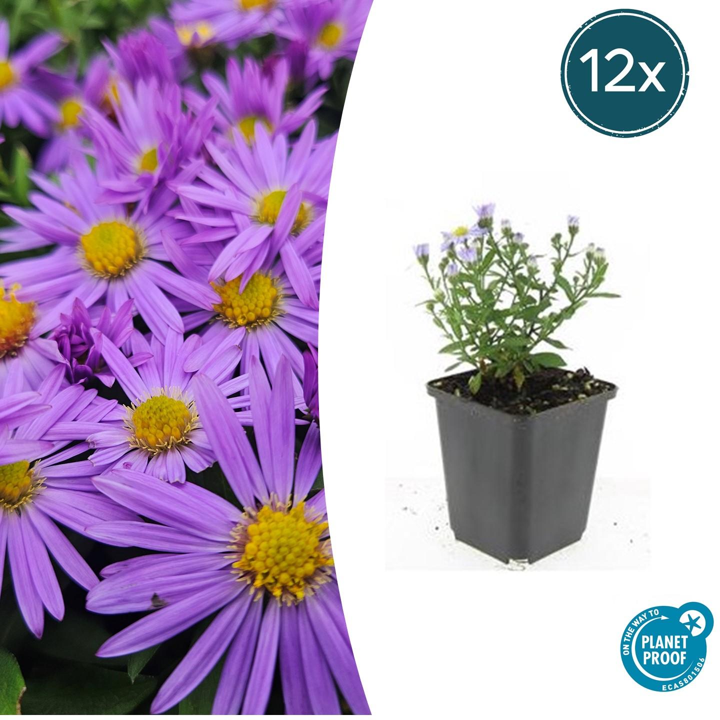Kissen-Aster Aster (D) 'Prof. Anton Kippenberg' – ↕10-25cm – Ø9cm – 12 Pflanzen – Lila Herbstblüte – Pflegeleicht – Beete & Töpfe