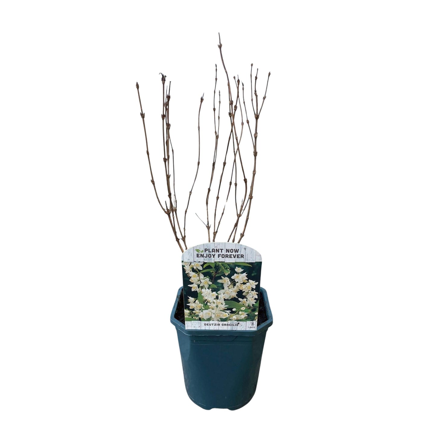 Zierliche Deutzie - Deutzia Gracilis - Blüte Weiß - Strauch - Laubabwerfend - Wenig Pflege - Topf 17cm Höhe 45cm