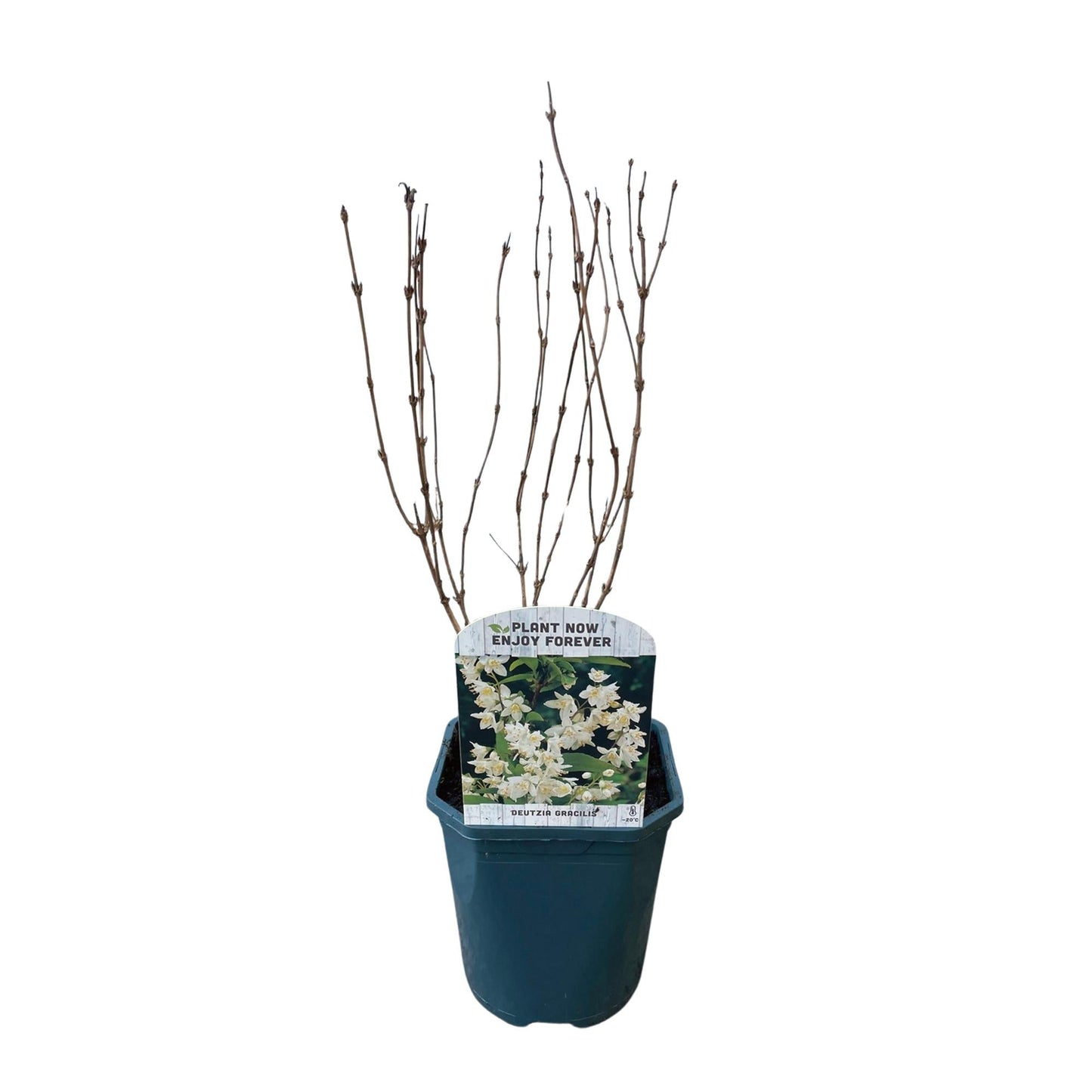 Deutzia Gracilis – Zierlicher Strauch – Blüte Weiß – Bienen- & Schmetterlingsfreundlich – 17 cm x H45 cm – pflegeleicht