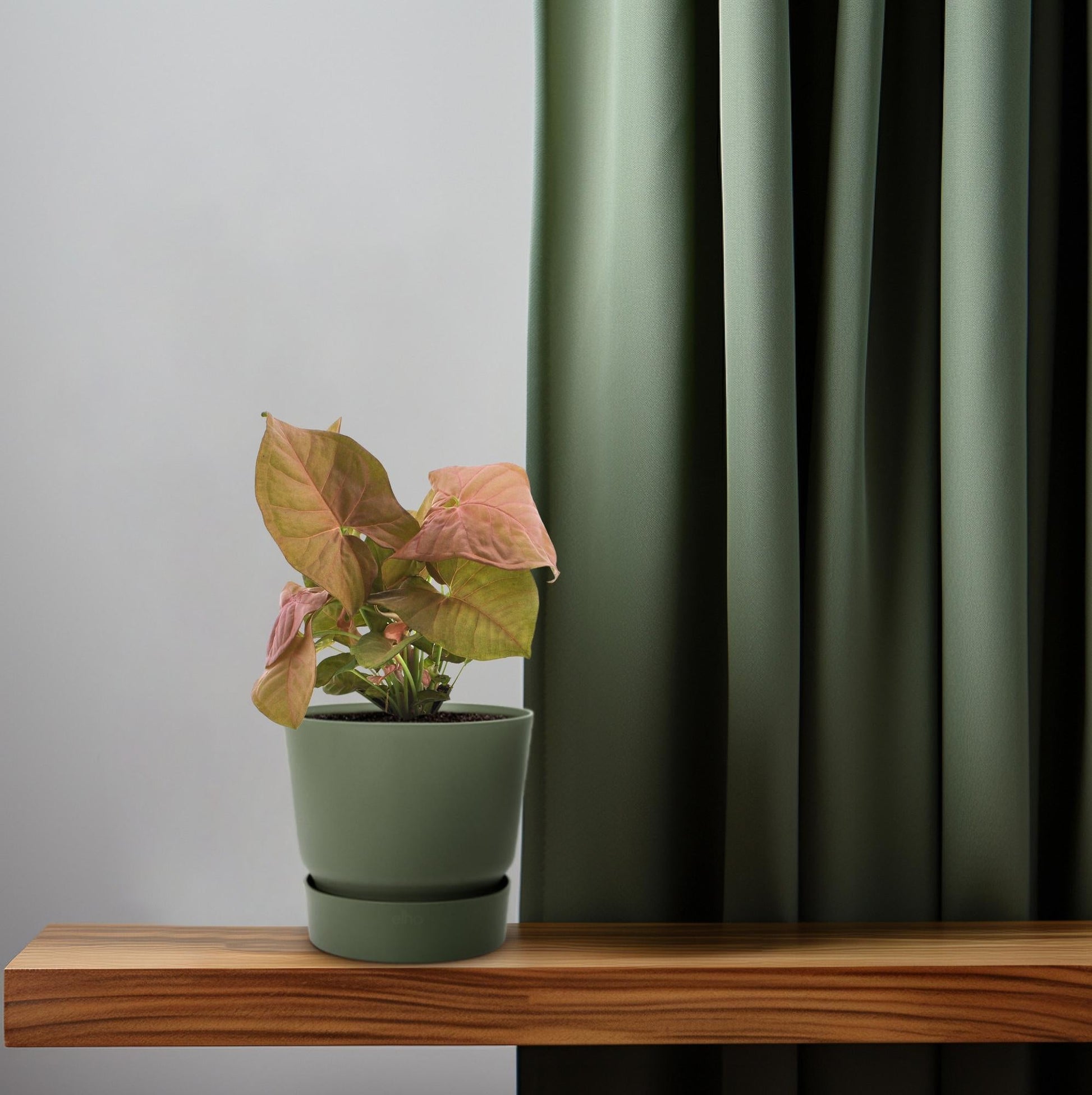 Purpurtute – Syngonium Neon – Pfeilspitzengewächs – Zimmerpflanze – Ø12 cm – ↕25 cm – Halbschatten – Pflegeleicht – Dekorativ