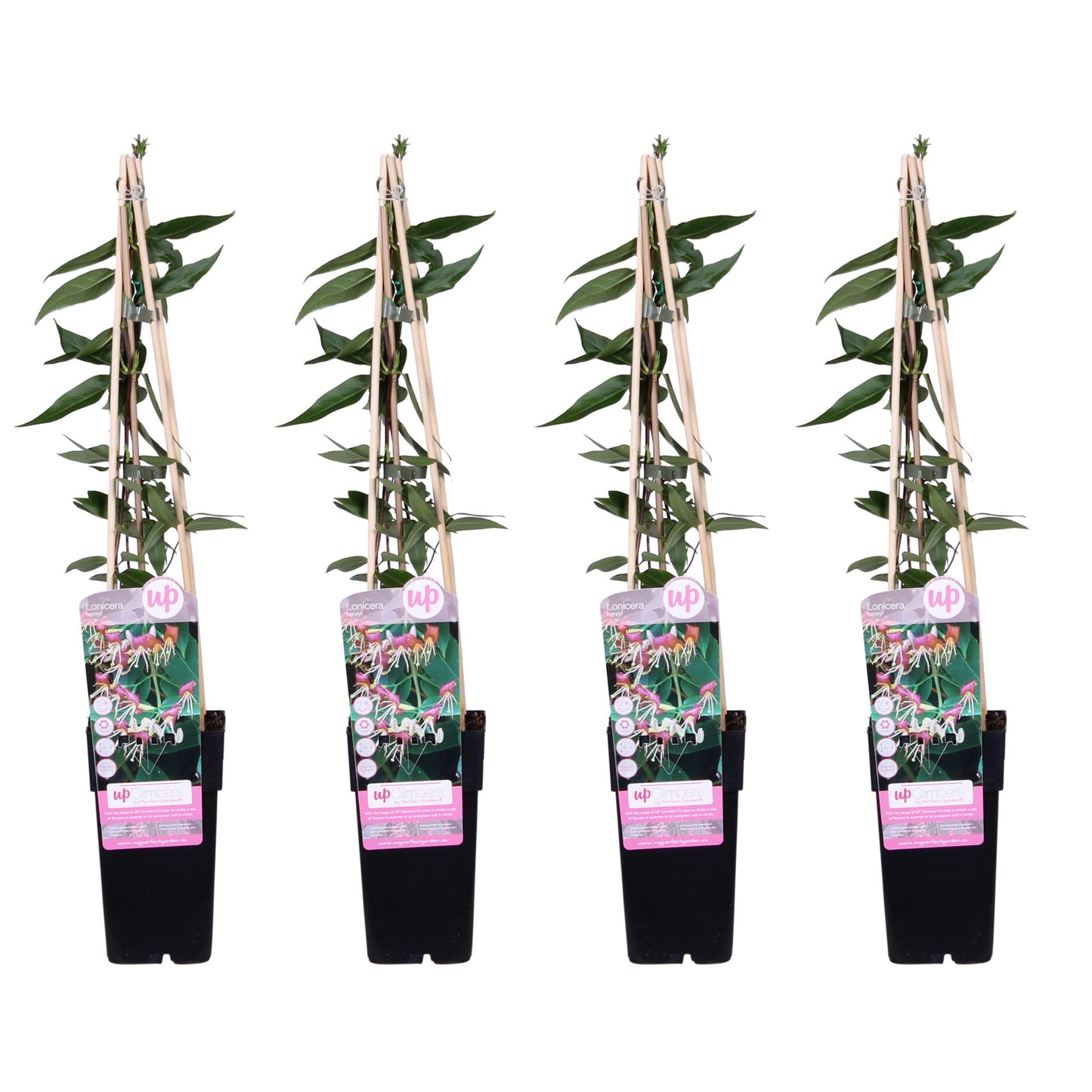 Geißblatt - Lonicera henryi - ↨65cm - Ø15cm - 4 Stück