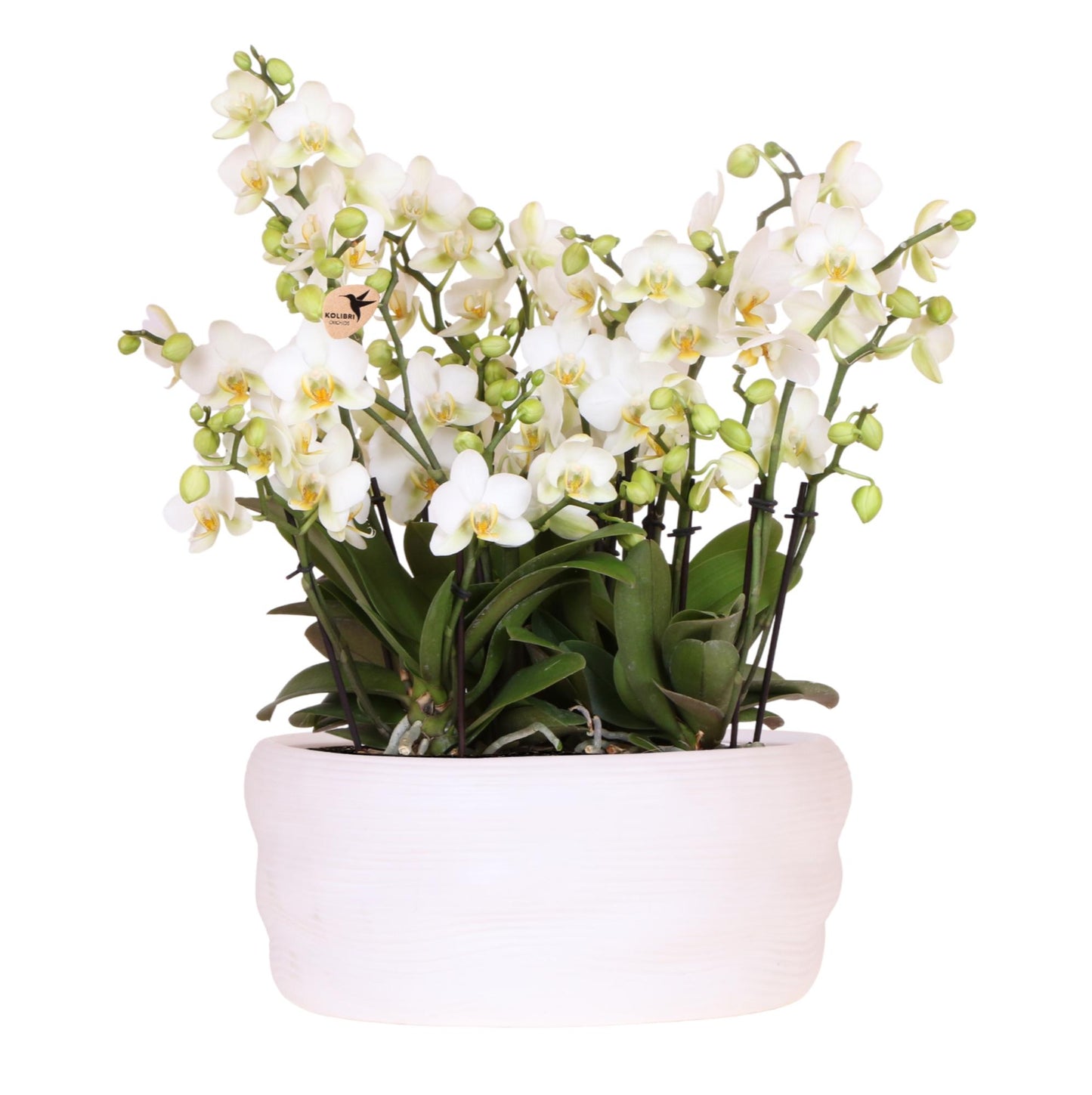 Weiße Lausanne-Orchideen 12 cm – 3er-Set im Como-Topf – Easy Watering System – Mono-Bouquet Weiß