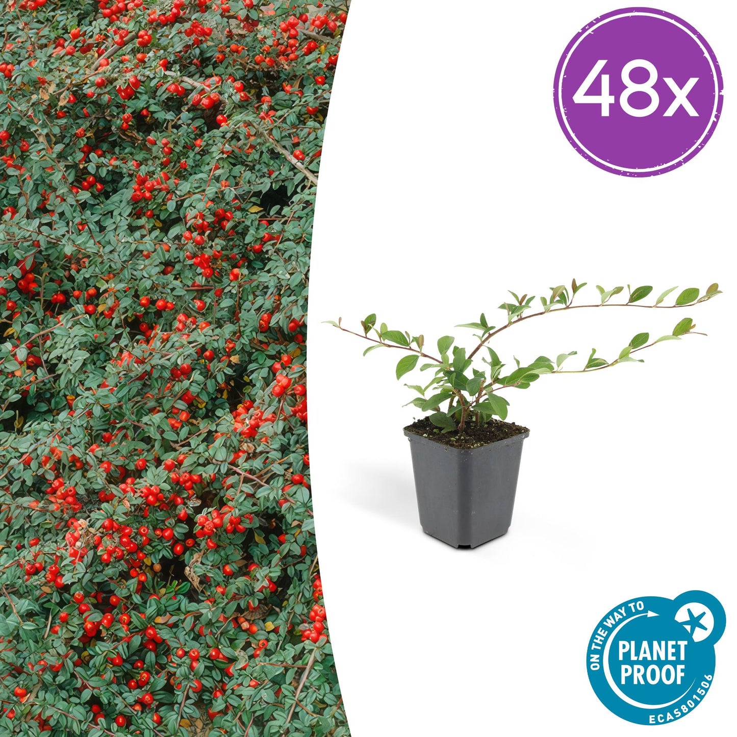 Cotoneaster dammeri 'Major' – Robuster, flächendeckender Bodendecker – 48 Pflanzen – ↕25cm – Ø9cm – Weiße Blüten & rote Beeren – Winterhart & pflegeleicht