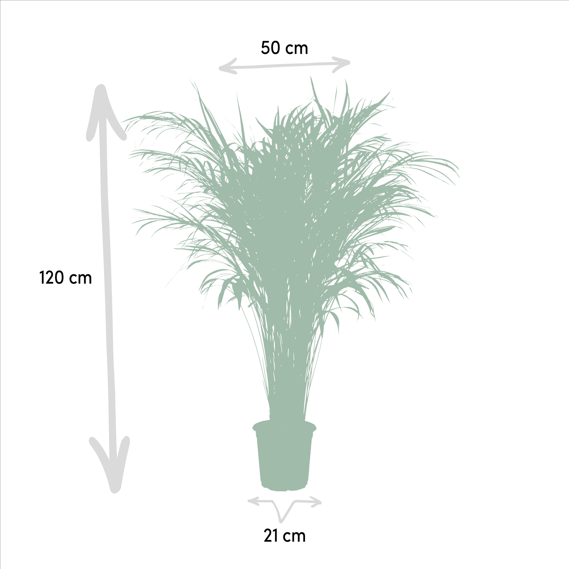 Goldfruchtpalme Areca – Zimmerpflanze Ø21cm – 110cm hoch – Luftreinigende tropische Palme für gesundes Raumklima – frisch aus der Baumschule
