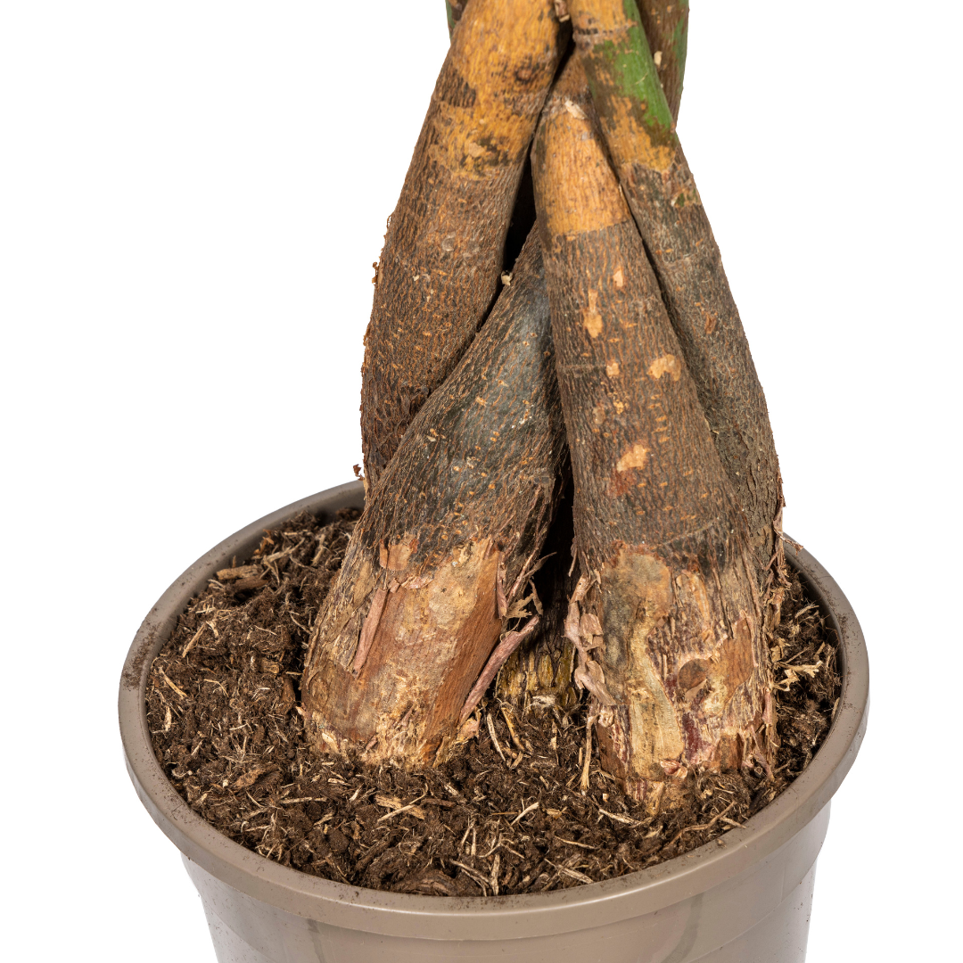 Glückskastanie Pachira Aquatica – Zimmerpflanze – Ø24cm – 120-140cm hoch – Geflochtener Stamm – Exotisch & pflegeleicht