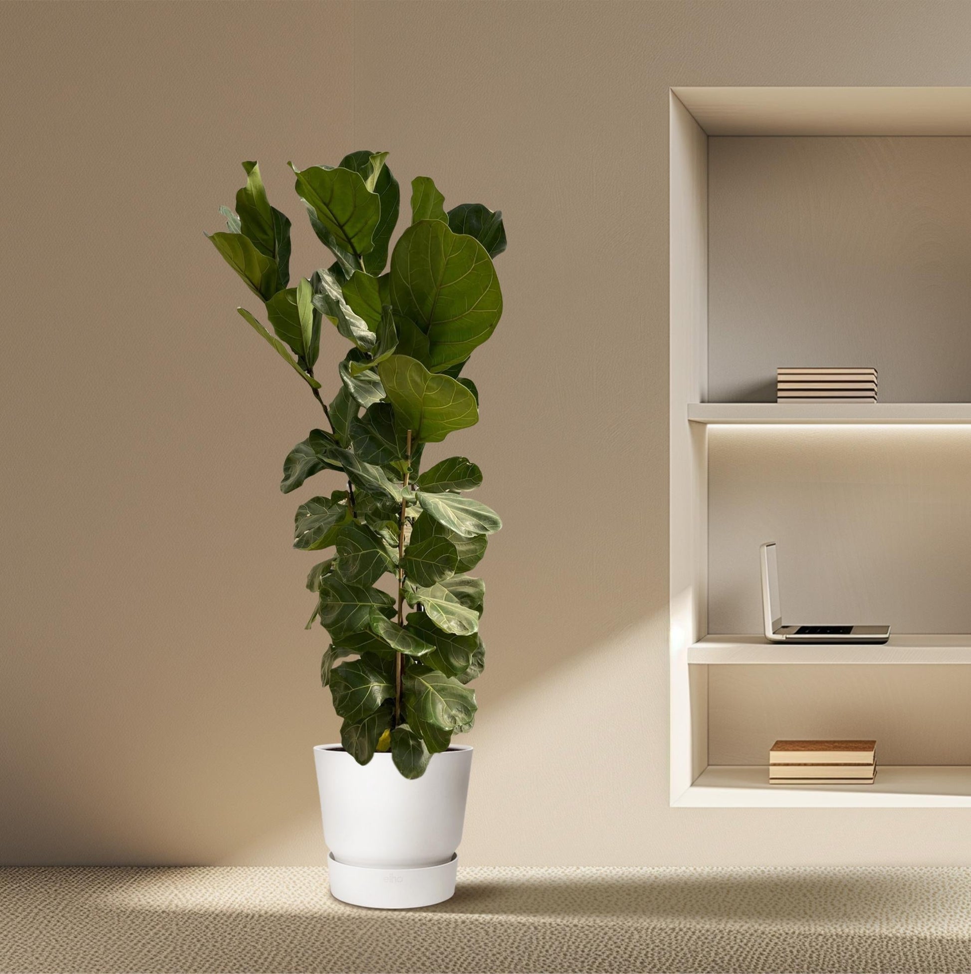 Ficus lyrata – Geigenfeige – Zimmerpflanze – Ø30cm – Höhe ca. 180cm – Großblättrige Grünpflanze mit aufrechtem Wuchs – Für Wohnzimmer & Büro