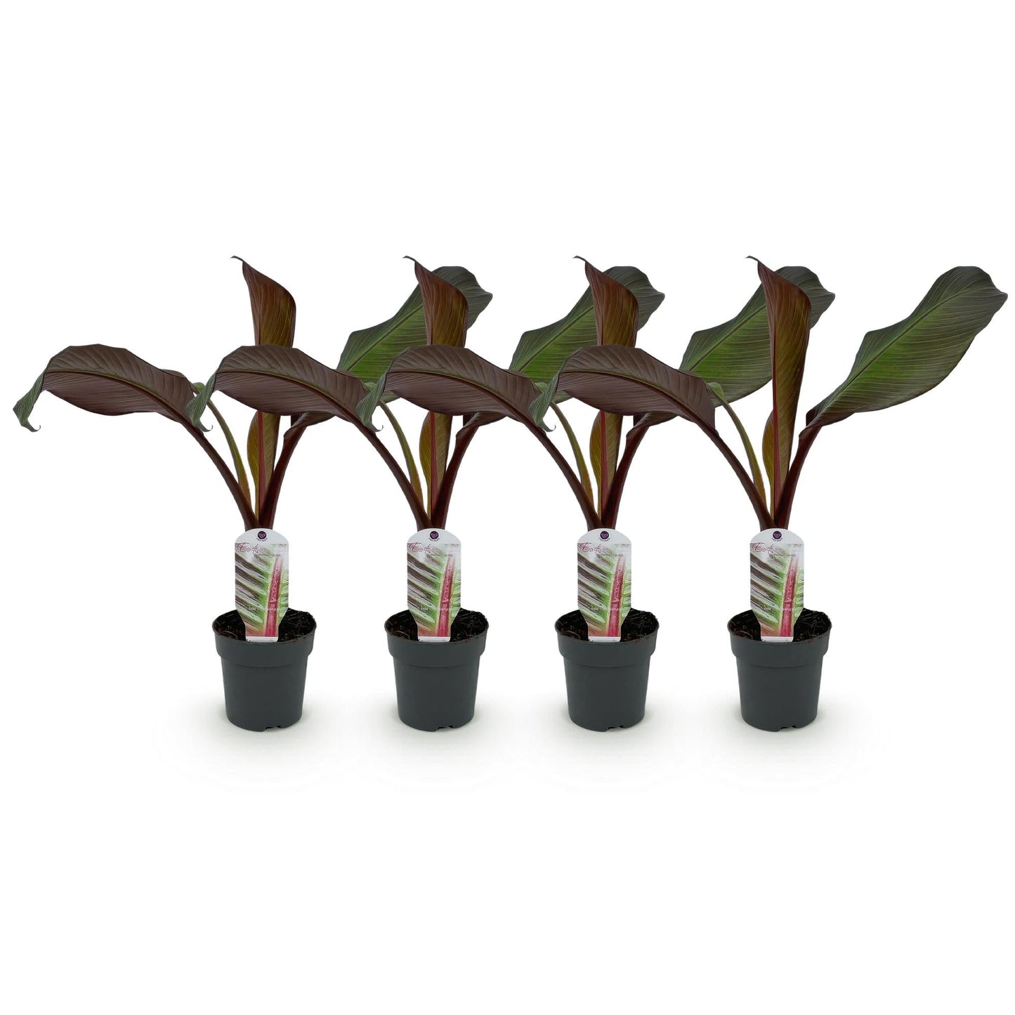 Bananenpflanze Ensete ventricosum Maurelli – 4 Pflanzen – Winterhart – Topf Ø12 cm, Höhe ca. 30 cm – Exotische Garten- und Terrassenpflanze – Farbenprächtige Blätter