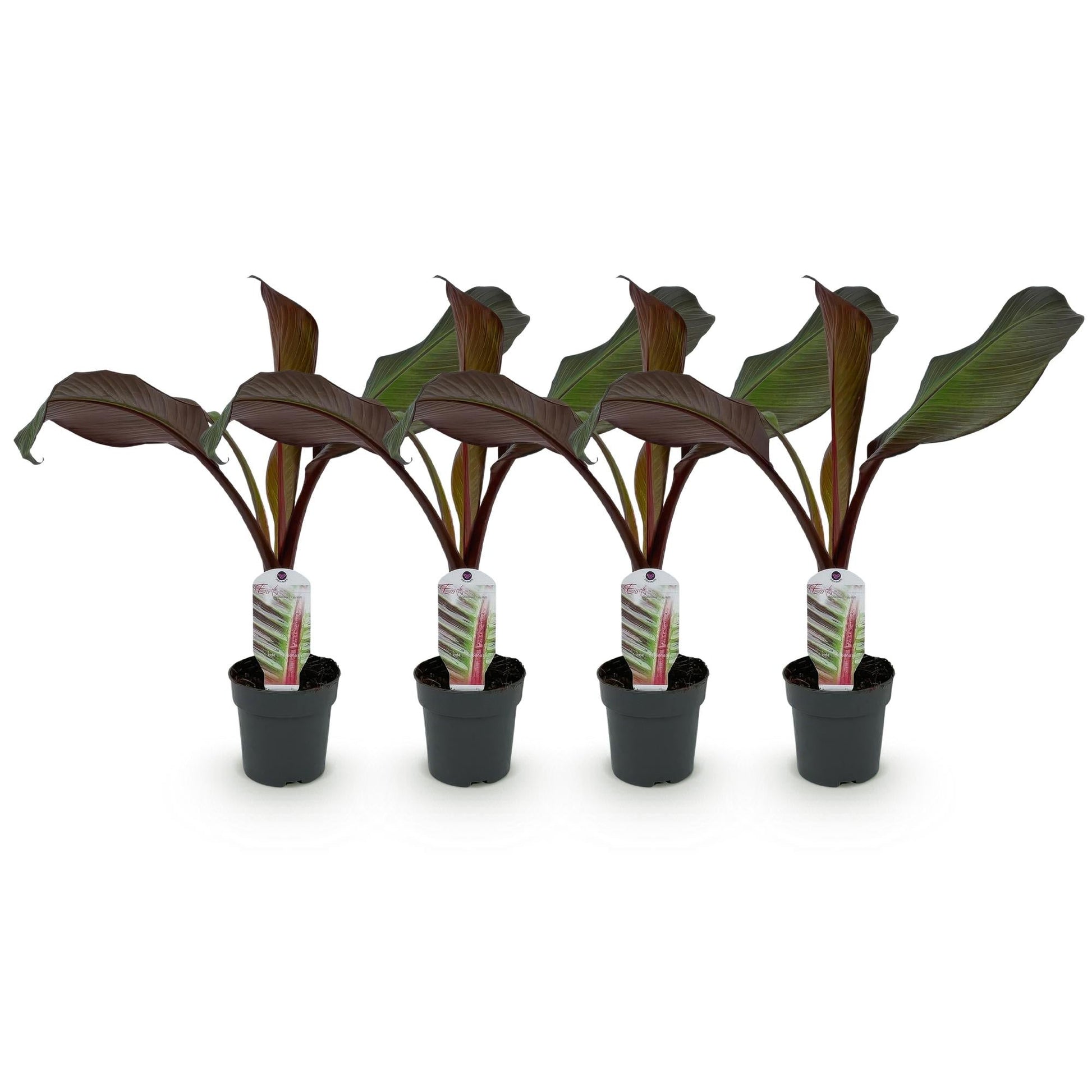 Bananenpflanze Ensete ventricosum Maurelli – 4 Pflanzen – Winterhart – Topf Ø12 cm, Höhe ca. 30 cm – Exotische Garten- und Terrassenpflanze – Farbenprächtige Blätter
