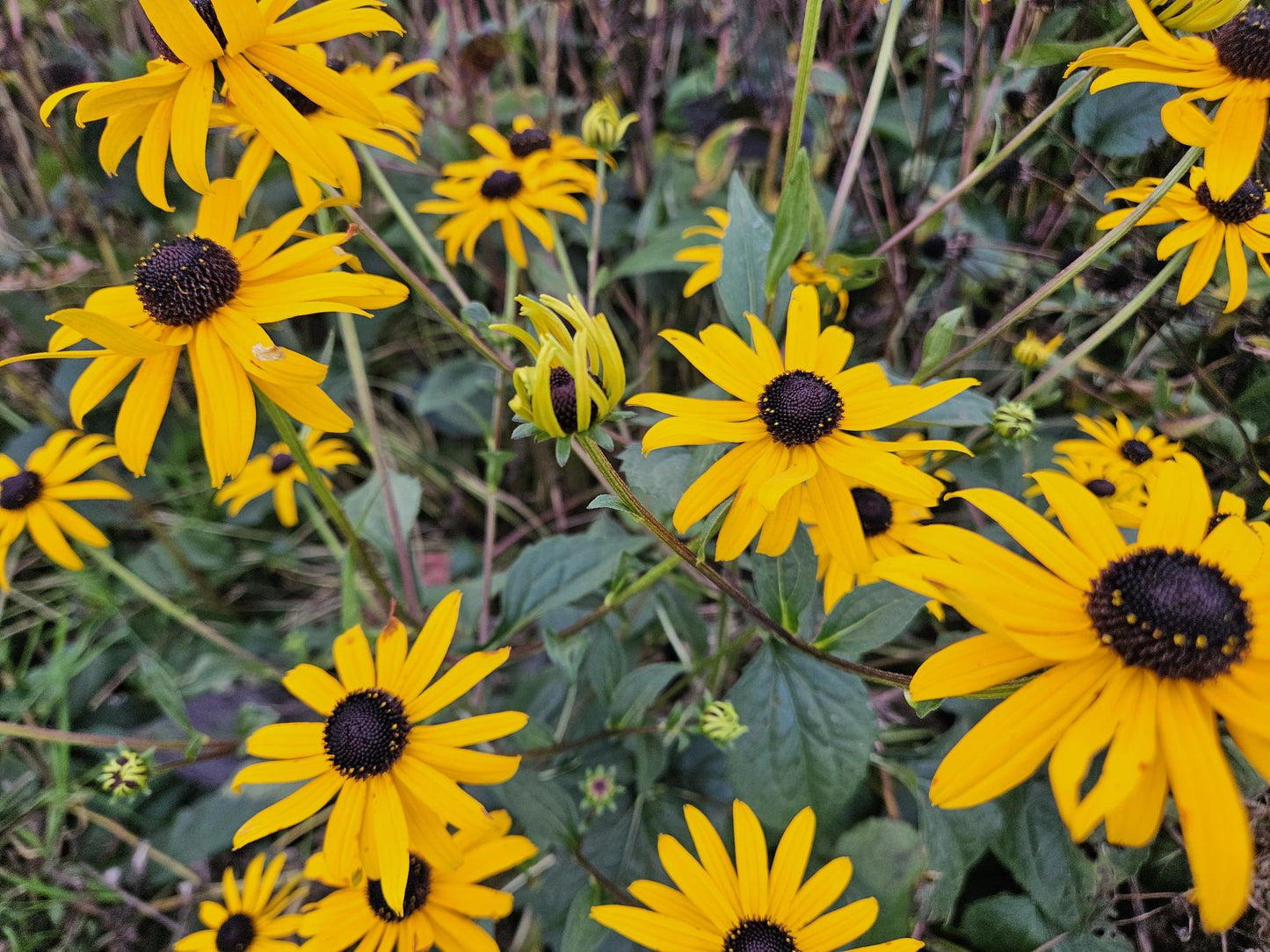 Rudbeckia fulgida 'Goldsturm' – Goldgelber Sonnenhut – 48 Pflanzen – ↕10-25cm – Ø9cm – Bienen- & schmetterlingsfreundliche Staude – Sehr winterhart