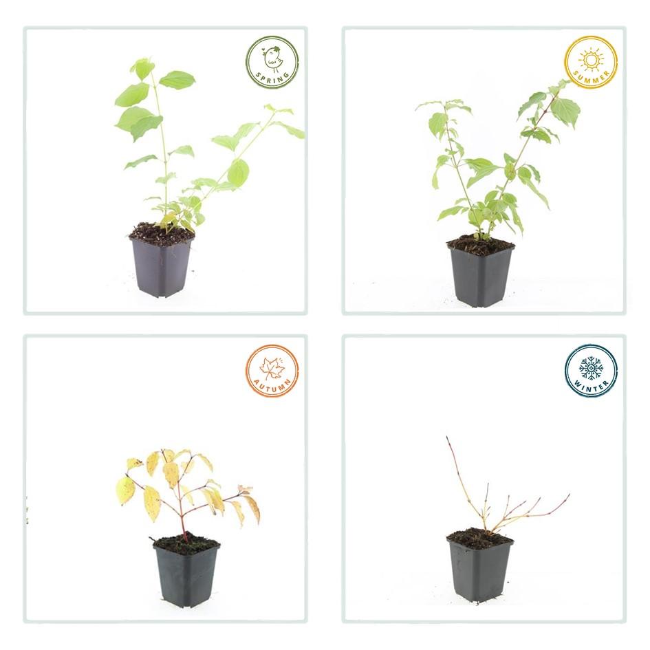 Roter Hartriegel Cornus sang. 'Anny's Winter Orange' – ↕10-25cm – Ø9cm – 6 Pflanzen – Winterharte Sträucher – Leuchtend orange Zweige – Für Beete & Solitärpflanzungen