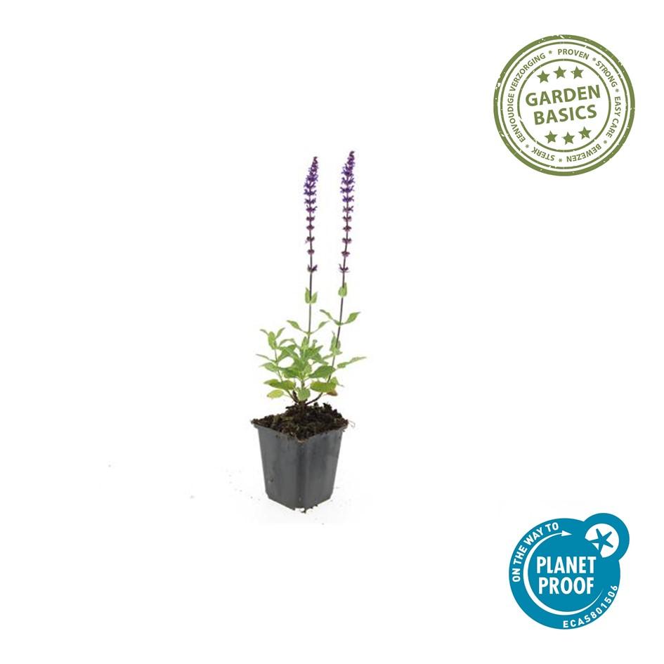 Blüten-Salbei Salvia nemorosa 'Caradonna' – ↕10-25cm – Ø9cm – 60 Pflanzen – Staude mit violetten Blütenkerzen & dunklen Stängeln – Bienenfreundlich, trockenheitstolerant & pflegeleicht