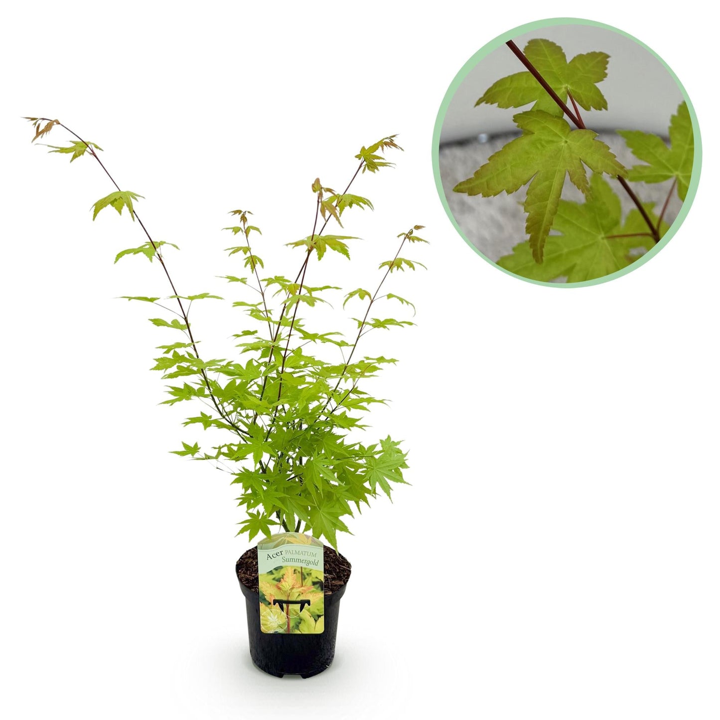 Japanischer Ahorn – Acer palmatum 'Summergold' – ca. 70 cm hoch – Ø19 cm – goldgelbes Laub – Balkon- & Gartenpflanze