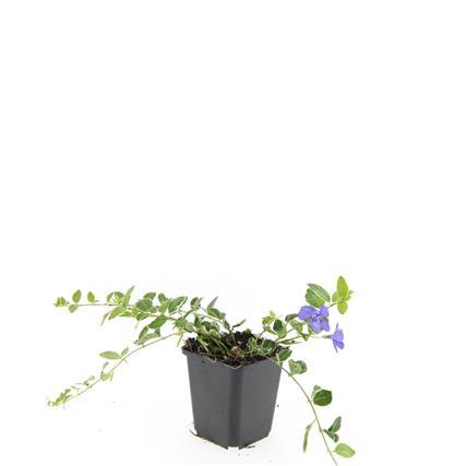 Vinca minor 'Ralph Shugert' – Immergrüner Bodendecker – 48 Pflanzen – Lavendelfarbene Blüten – 10–25 cm – Ø9 cm
