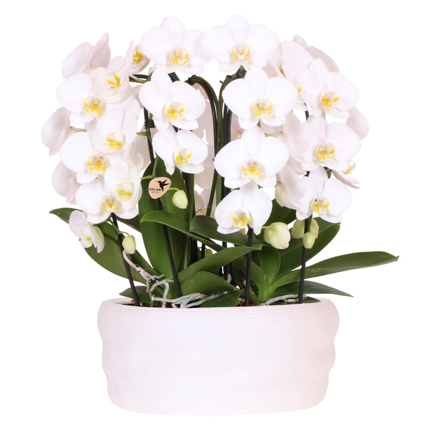 Kolibri Orchids | Weißes Orchideenset in Como-Schale inkl. Wasserreservoir | Drei Weiße Niagara Falls-Orchideen 12cm | Mono-Bouquet Weiß mit Selbstbewässerungssystem