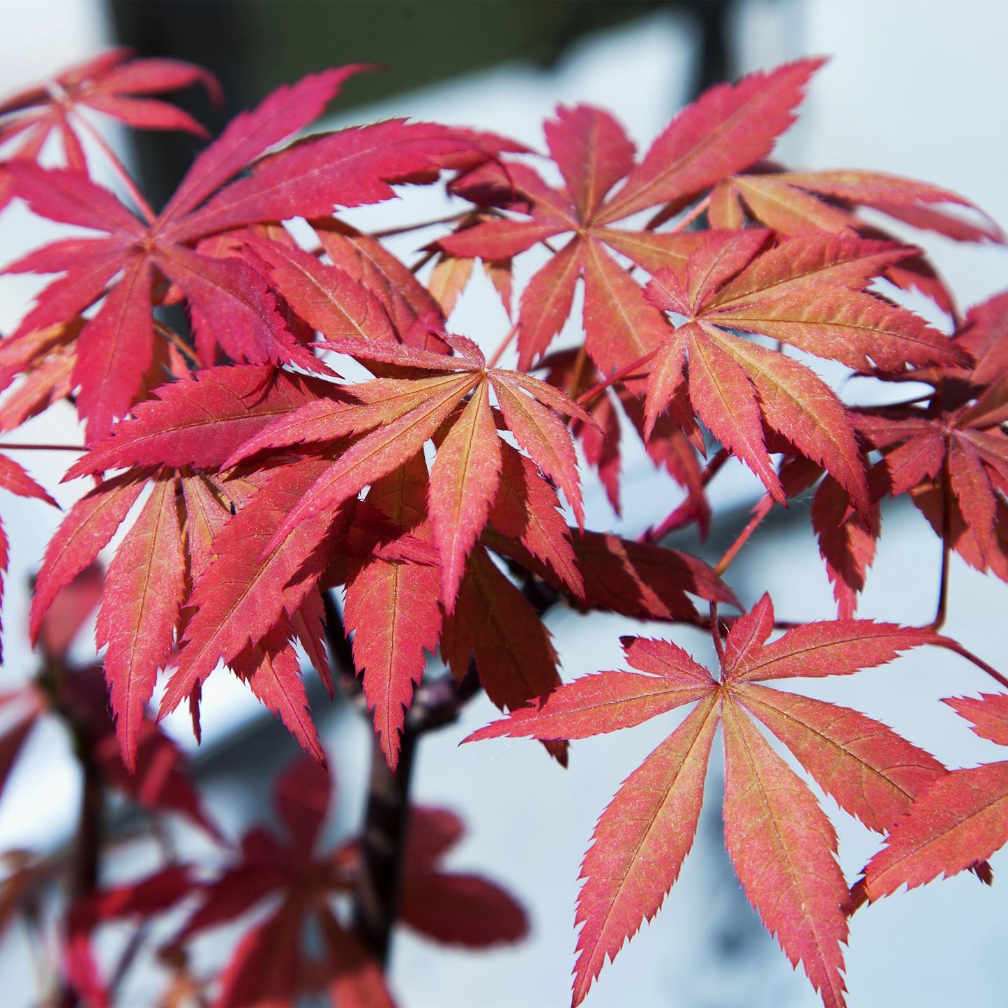 Japanischer Ahorn – Acer palmatum 'Sumi-nagashi' – 2 Pflanzen – je ca. 70 cm hoch – Topf Ø19 cm – tiefviolettes Laub mit Glanz – Balkon- & Gartenpflanze