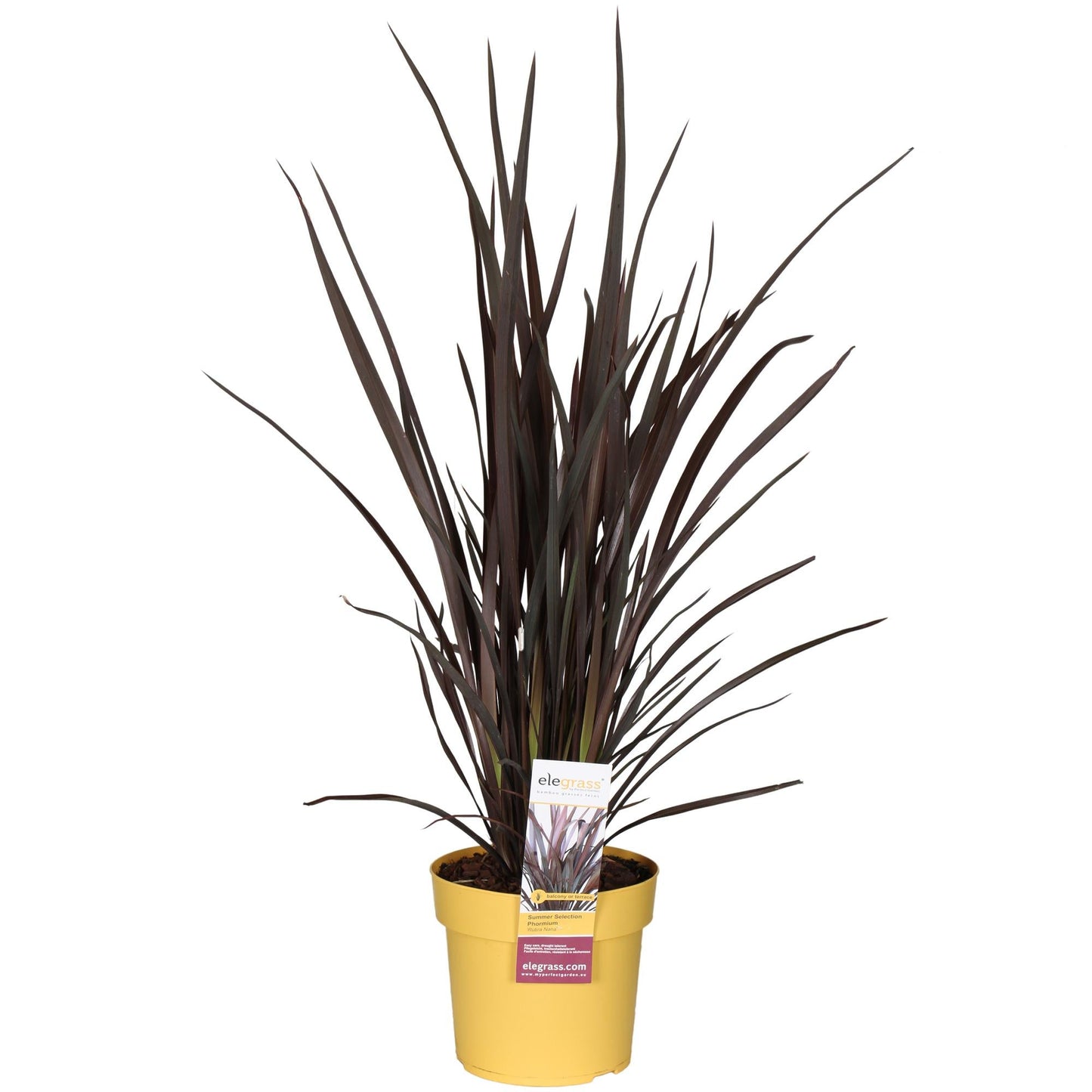 Neuseeländer Flachs – Phormium Rubra Nana – 70 cm hoch – Ø19 cm Topf – Roter Zierflachs für Garten & Terrasse – Immergrüne Strukturpflanze mit schmalem, dekorativem Laub