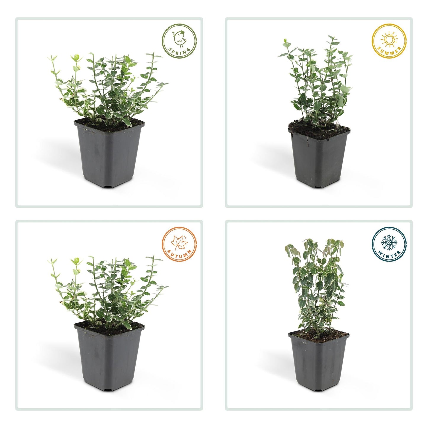Euonymus fort. 'Emerald Gaiety' – Winterharter Bodendecker mit silberbunten Blättern – 48 Pflanzen –↕10–25cm – Ø9cm – Pflegeleicht & vielseitig – Für Hecken, Beete & Solitärpflanzung