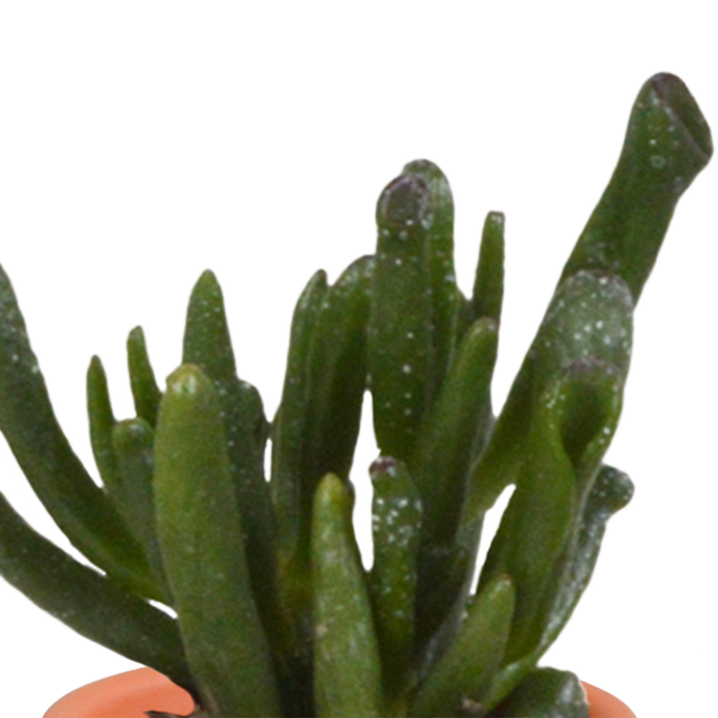 Kakteen & Sukkulenten Mischung – 15 Pflanzen 5,5 cm – Vielfältige Auswahl aus Cereus, Echeveria, Haworthia & Crassula – Hochwertige Qualität – Handbemalter mexikanischer Topf inklusive
