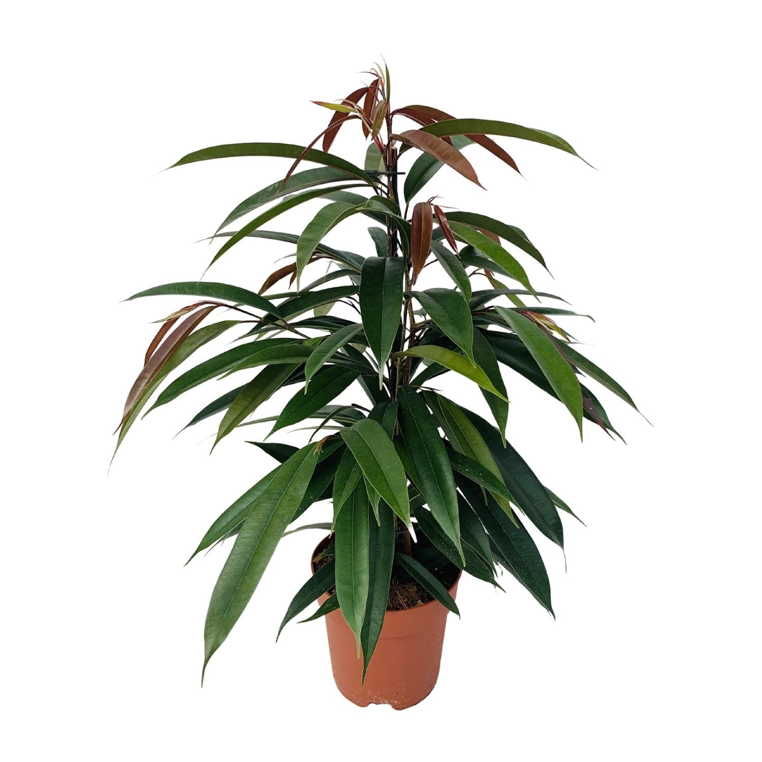 Gummibaum Ficus binnendijkii 'Amstel King' – Zimmerpflanze – Ø17cm – Höhe ca. 75cm – Pflegeleichte Grünpflanze mit glänzenden Blättern – Für Wohn- & Arbeitsräume
