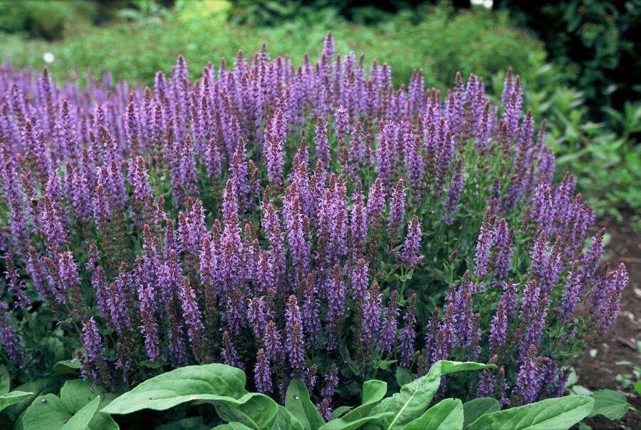 Blüten-Salbei Salvia nemorosa 'Caradonna' – ↕10-25cm – Ø9cm – 60 Pflanzen – Staude mit violetten Blütenkerzen & dunklen Stängeln – Bienenfreundlich, trockenheitstolerant & pflegeleicht