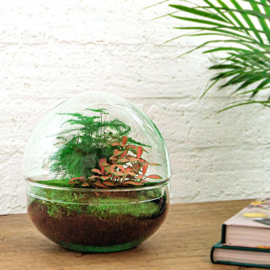 DIY Flaschengarten Set – Dome Glas Rot – Ø20 cm x H20 cm – Selbstversorgendes Pflanzterrarium mit Fittonia, Spargel & Moos – Mini-Ökosystem zum Selberbauen – Deko & Geschenkidee – Pflegeleicht