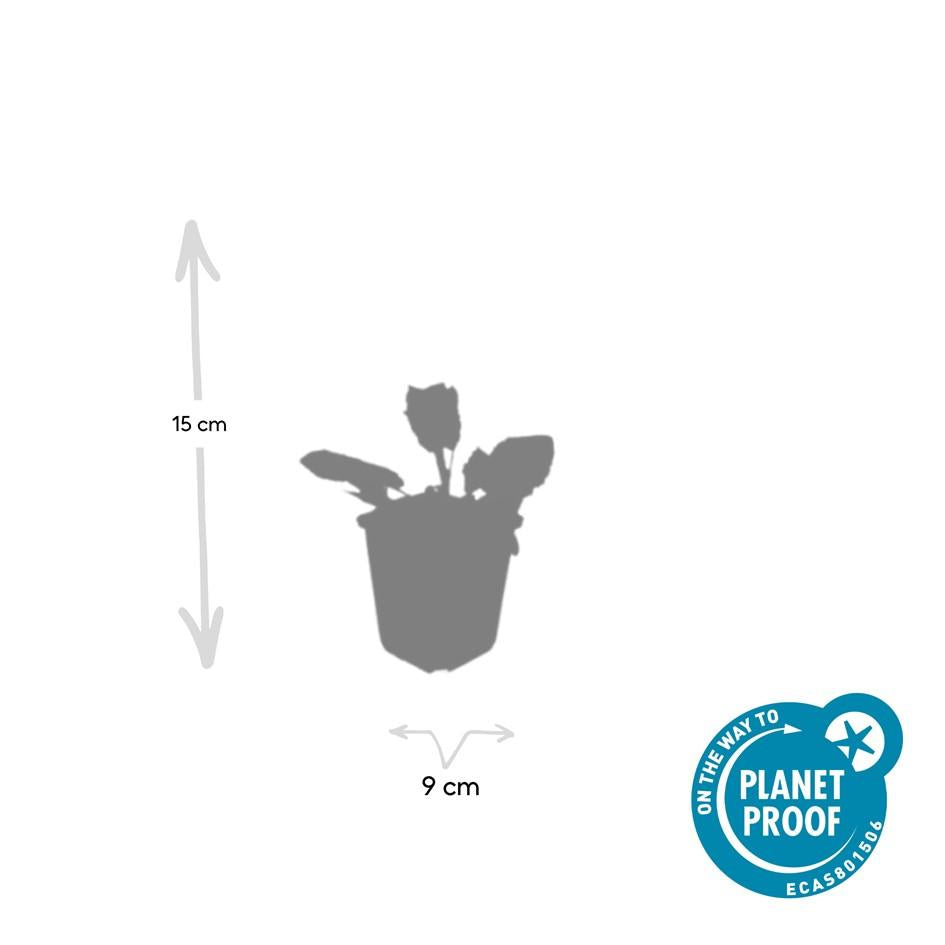 Blüten-Salbei Salvia nemorosa 'Mainacht' – ↕10-25cm – Ø9cm – 60 Pflanzen – Staude mit intensiv blauen Blütenähren – Bienenfreundlich, winterhart & pflegeleicht
