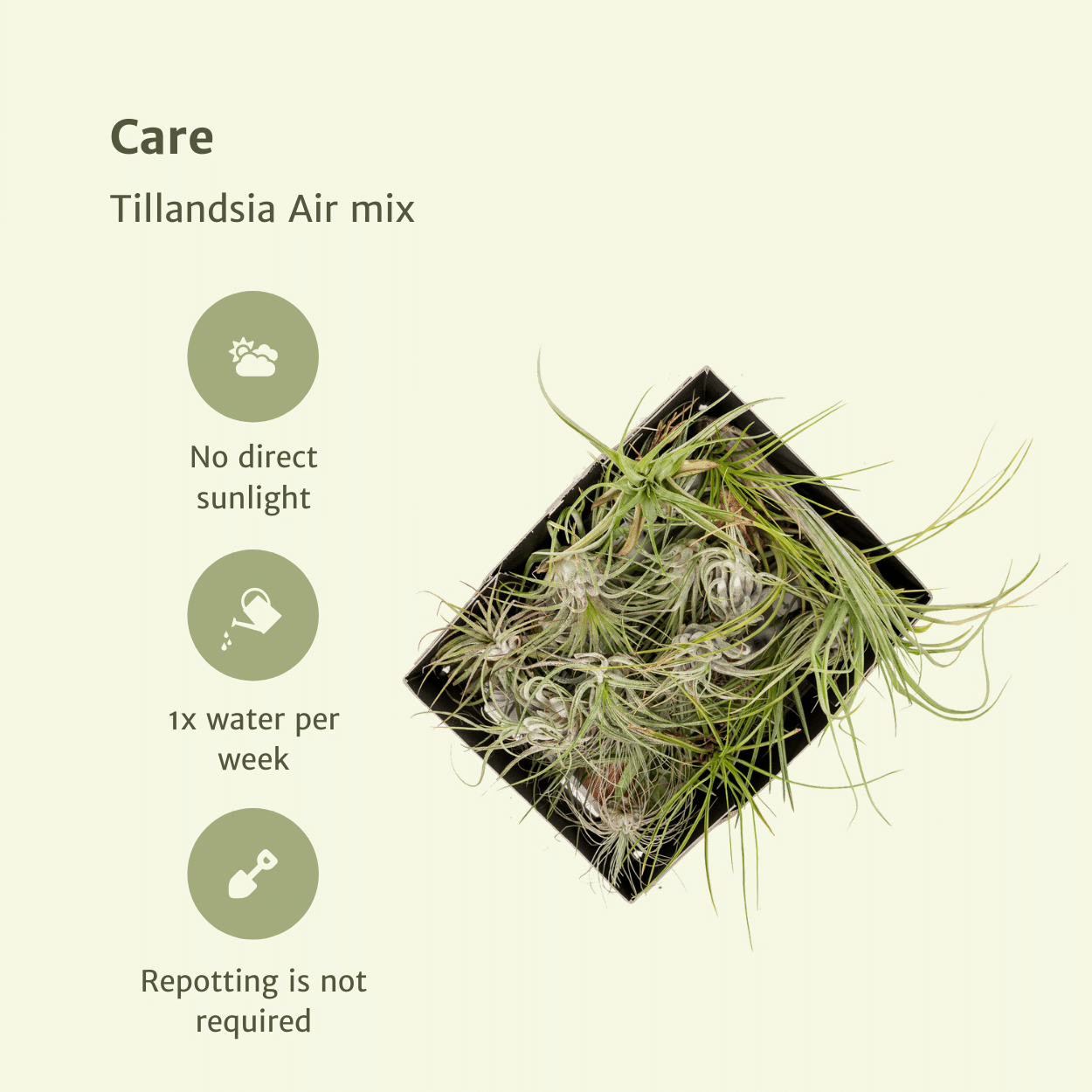 Tillandsia Air Mix – 5 Luftpflanzen – Ø6cm – Pflegeleichte Tillandsien-Mischung – Ohne Erde – Für helle Innenräume & kreative Deko