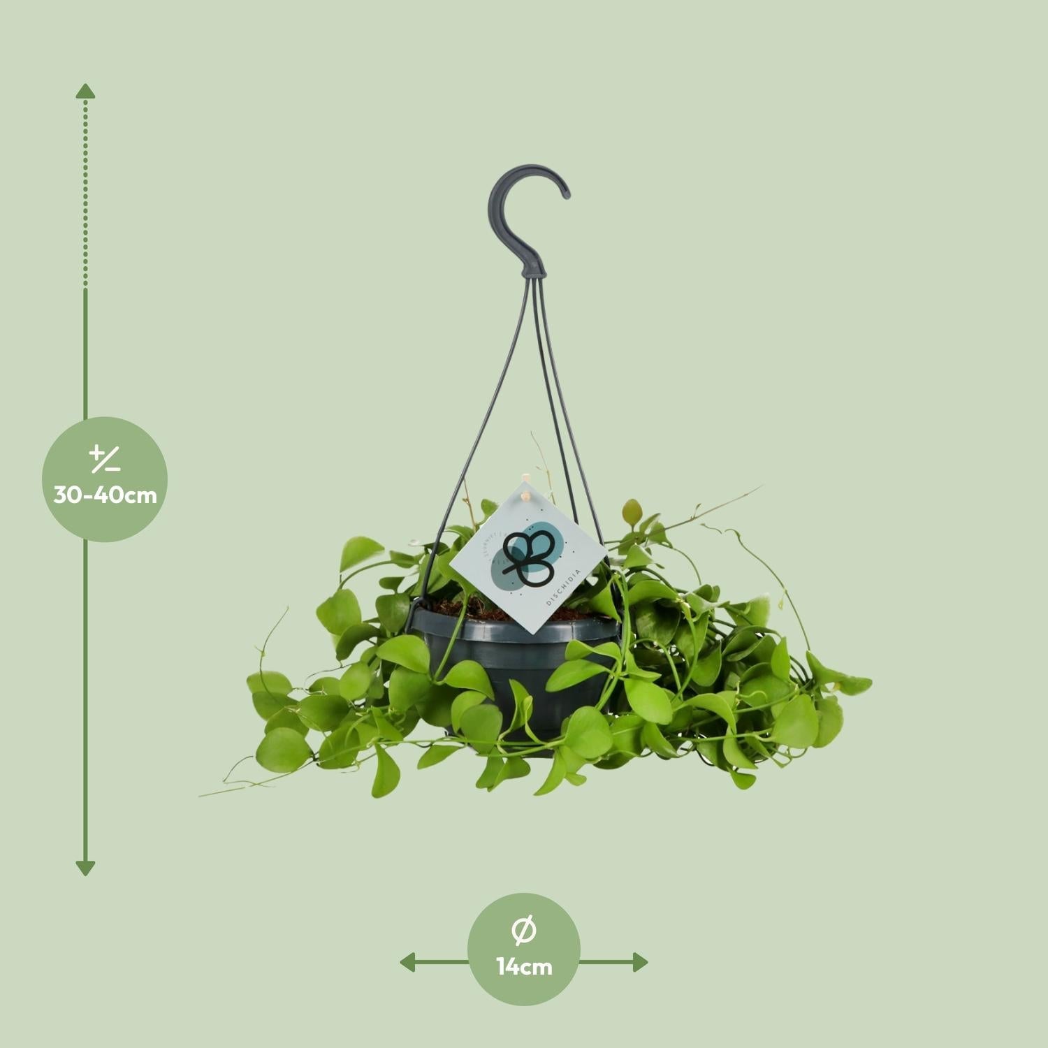 Urnenpflanze – Dischidia Imbricata – Zimmerpflanze – Ø14 cm – ↕40 cm – Pflegeleicht – Halbschatten – Herzförmige Blätter